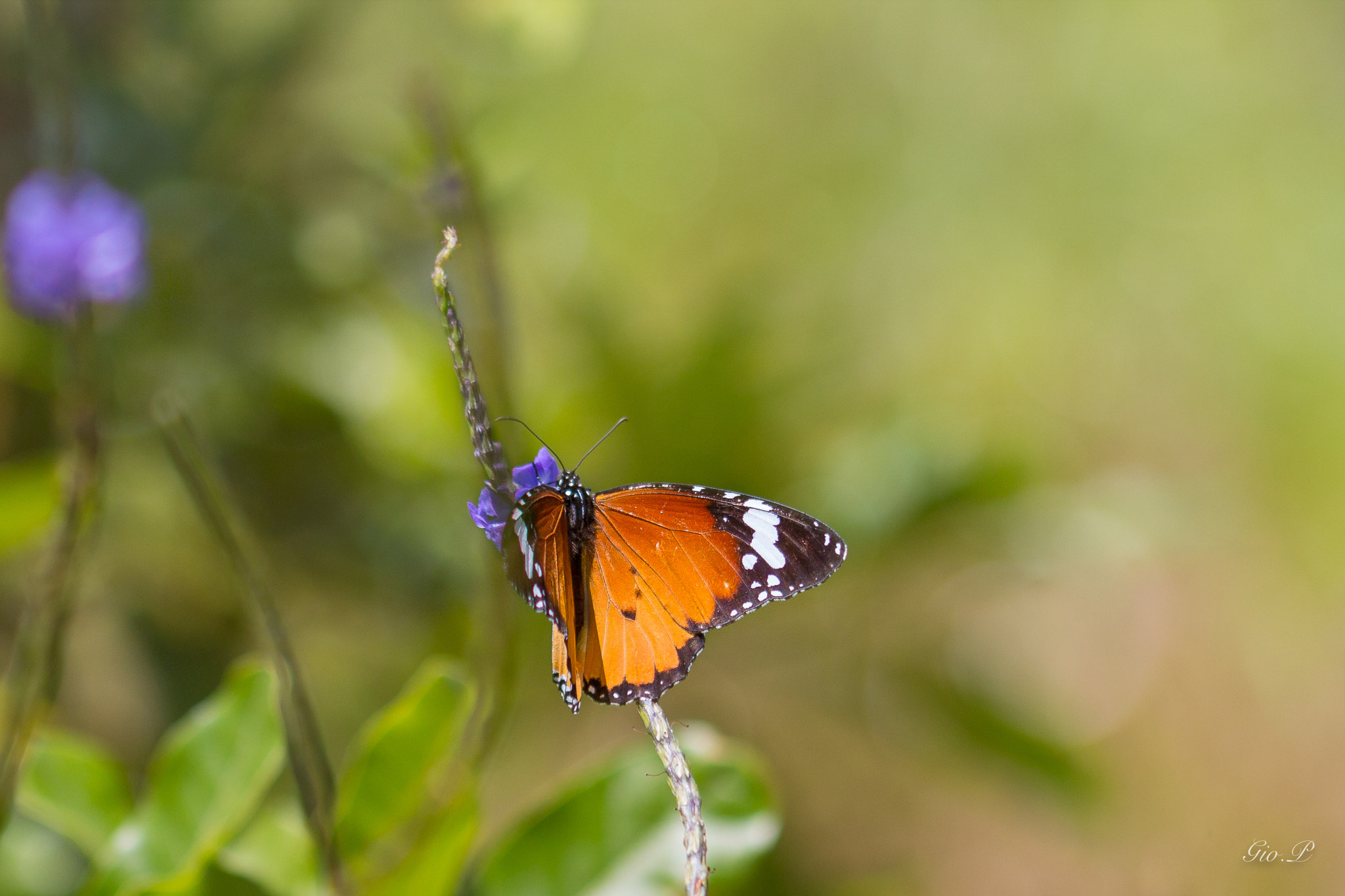 Canon EOS 70D + Canon EF 100mm F2.8L Macro IS USM sample photo. African queen photography