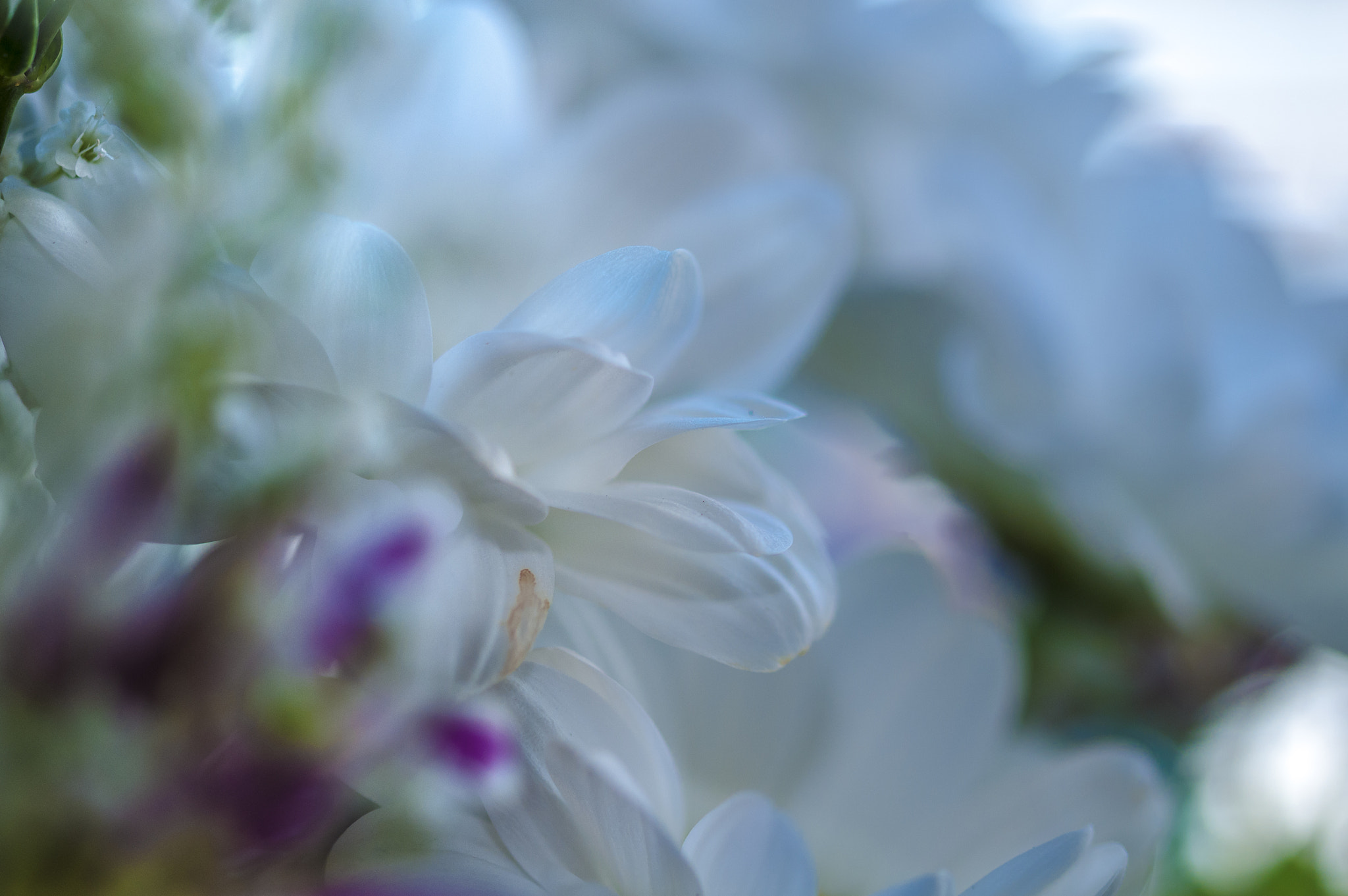 Sigma 105mm F2.8 EX DG OS HSM sample photo. B0016l photography