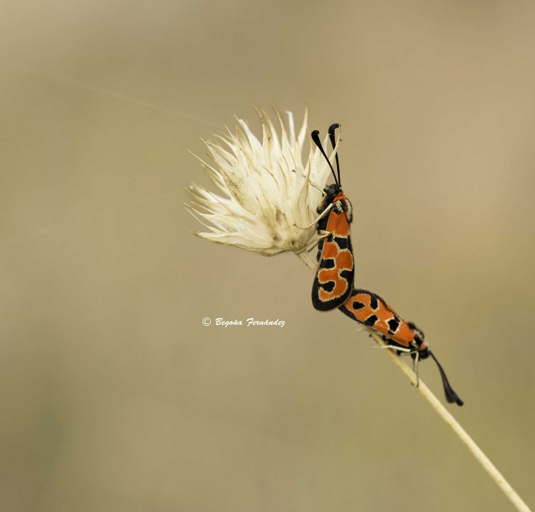 Canon EOS 6D + Canon EF 100mm F2.8L Macro IS USM sample photo. L´amour photography