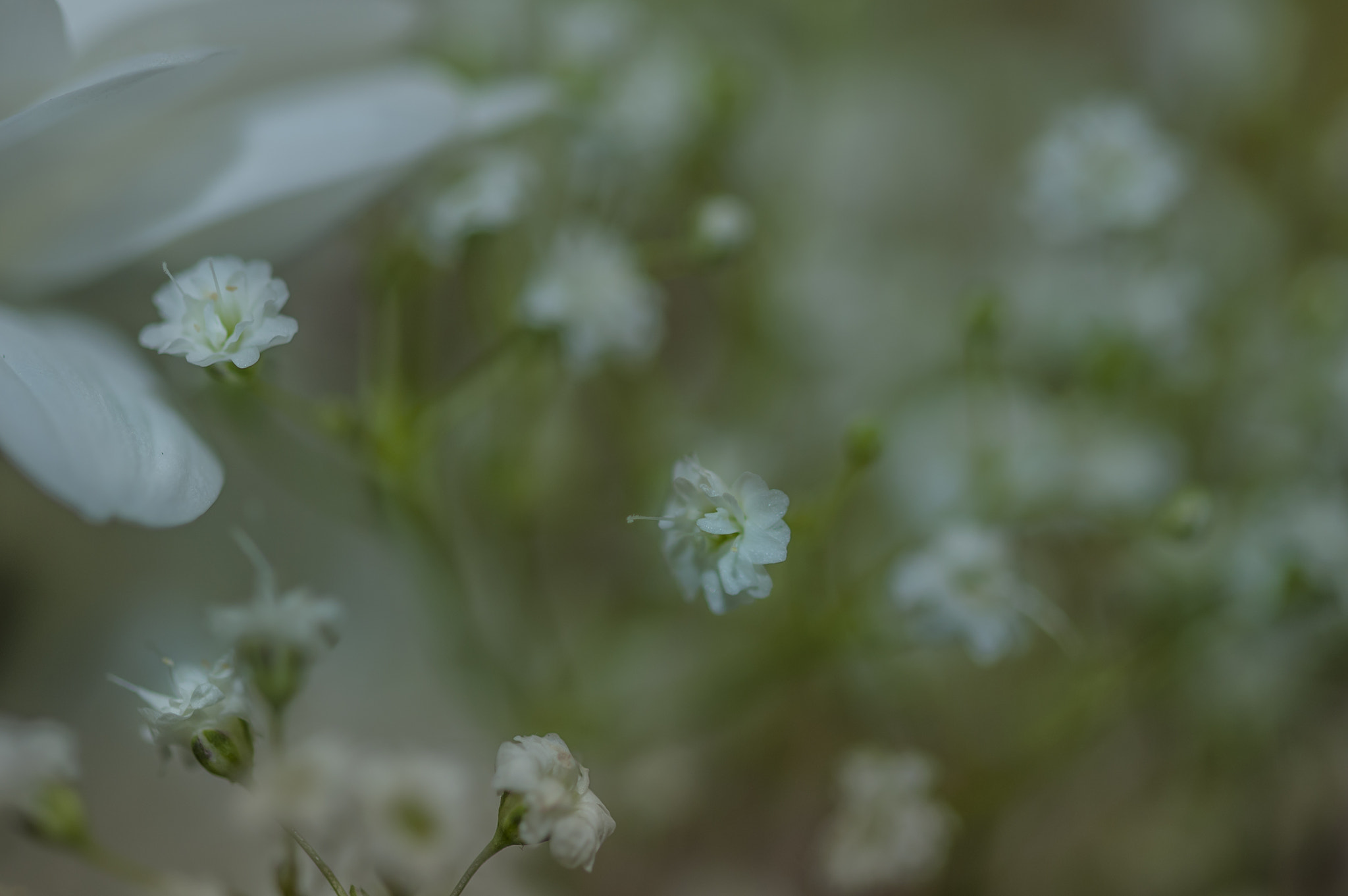 Sigma 105mm F2.8 EX DG OS HSM sample photo. Bl0017 photography