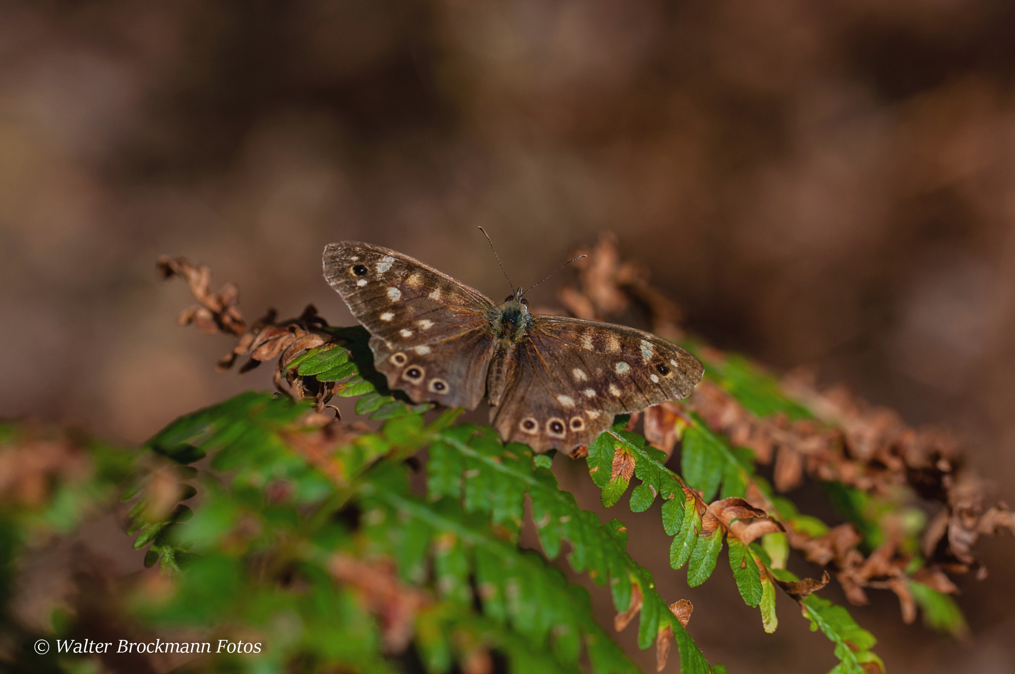 Nikon D5000 sample photo. Schmetterling/butterfly photography
