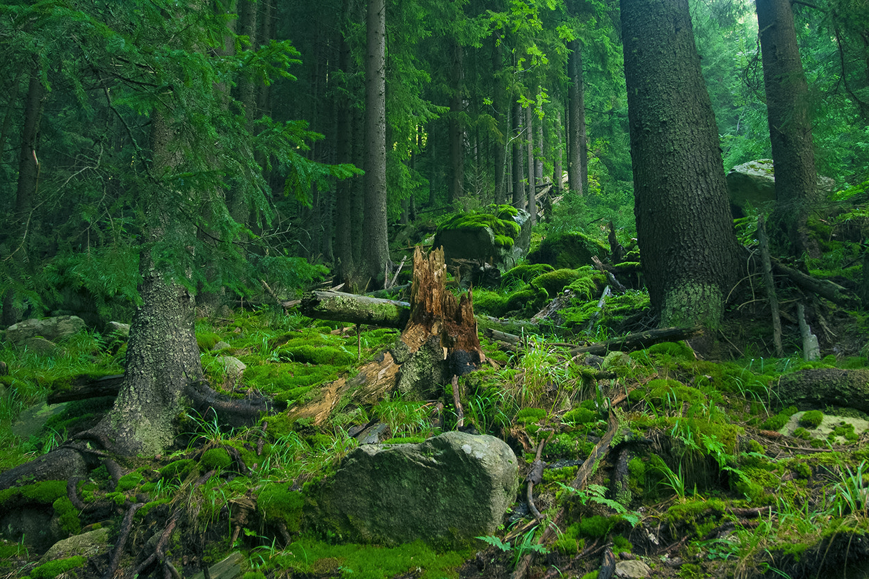 Olympus PEN E-P1 sample photo. Old pine forest photography