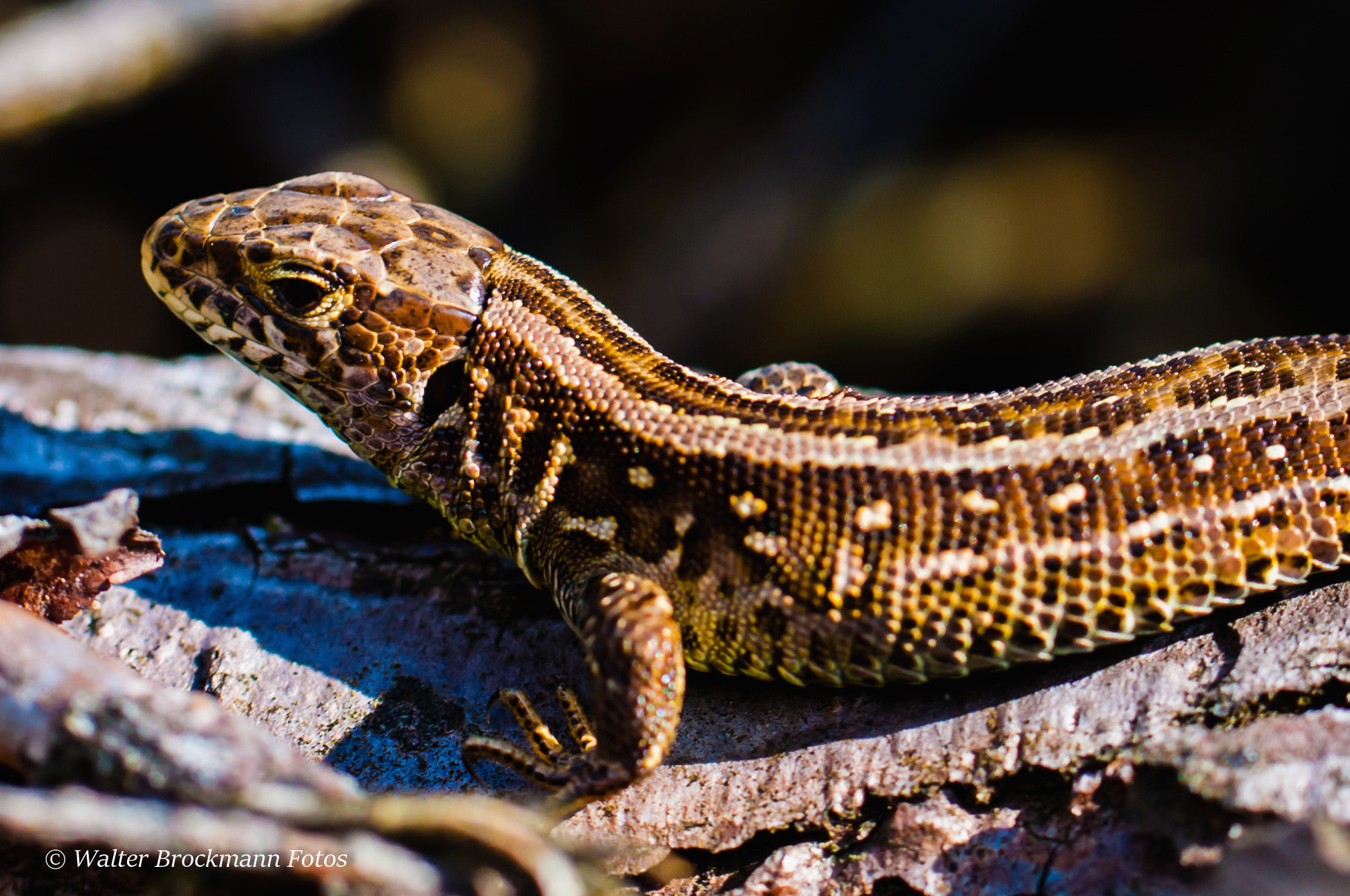 Nikon D5000 sample photo. Tiere/animals photography