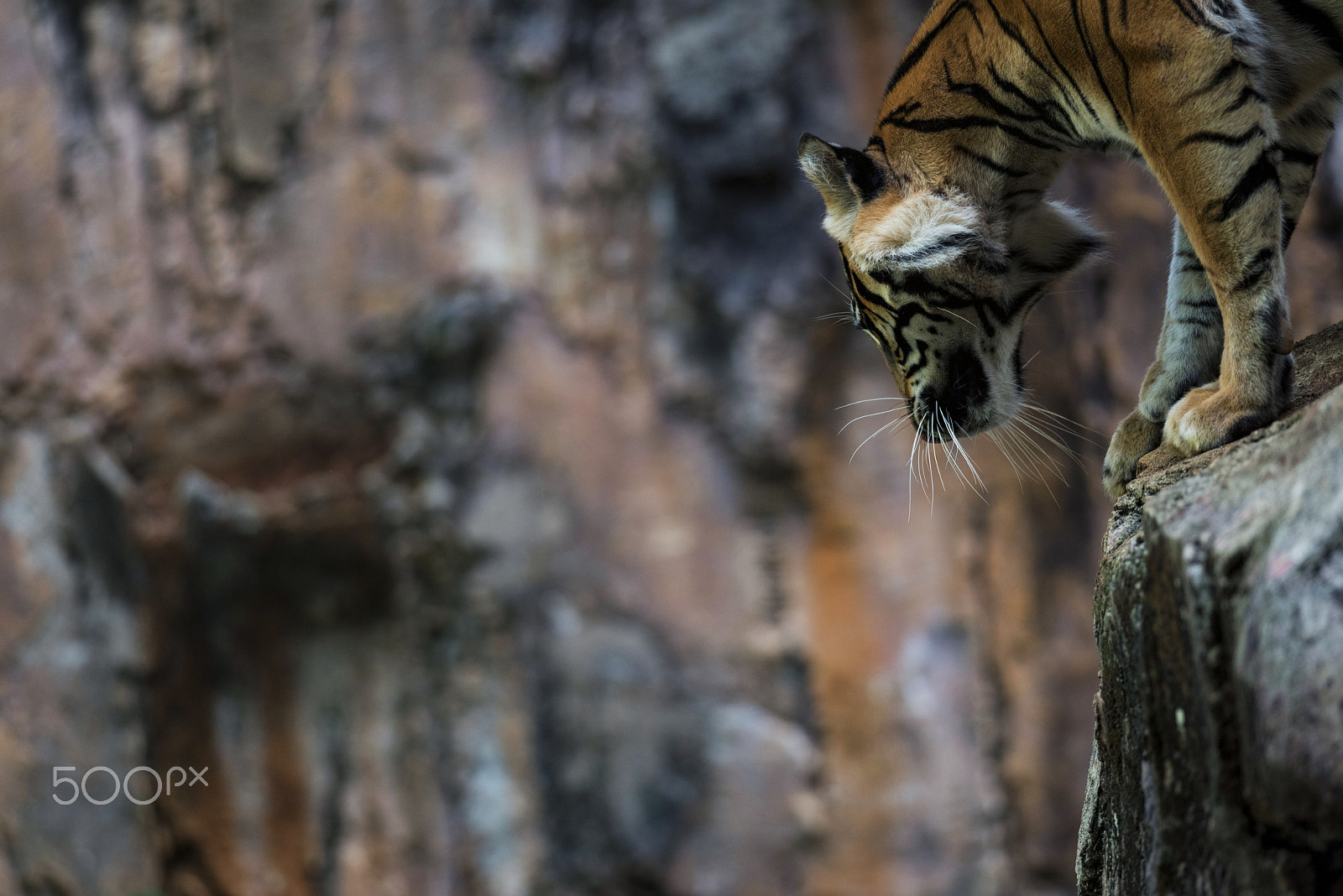 Nikon D810 + Nikon AF-S Nikkor 300mm F4D ED-IF sample photo. Spot to land photography
