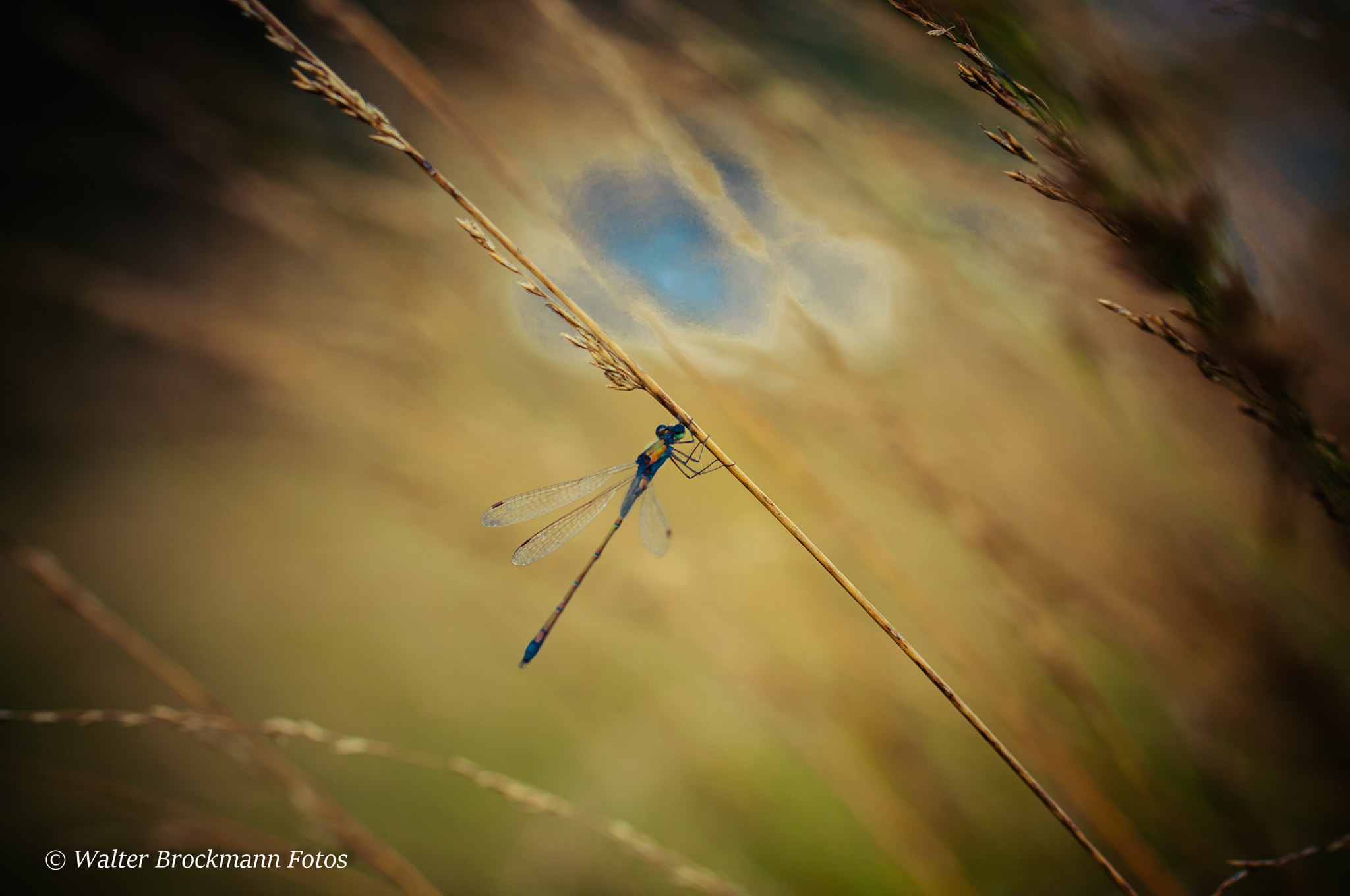 Nikon D5000 sample photo. Libelle photography