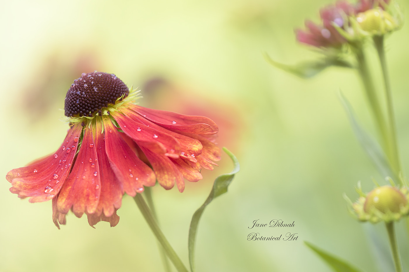 Canon EF 180mm F3.5L Macro USM sample photo. Moerheim beauty photography