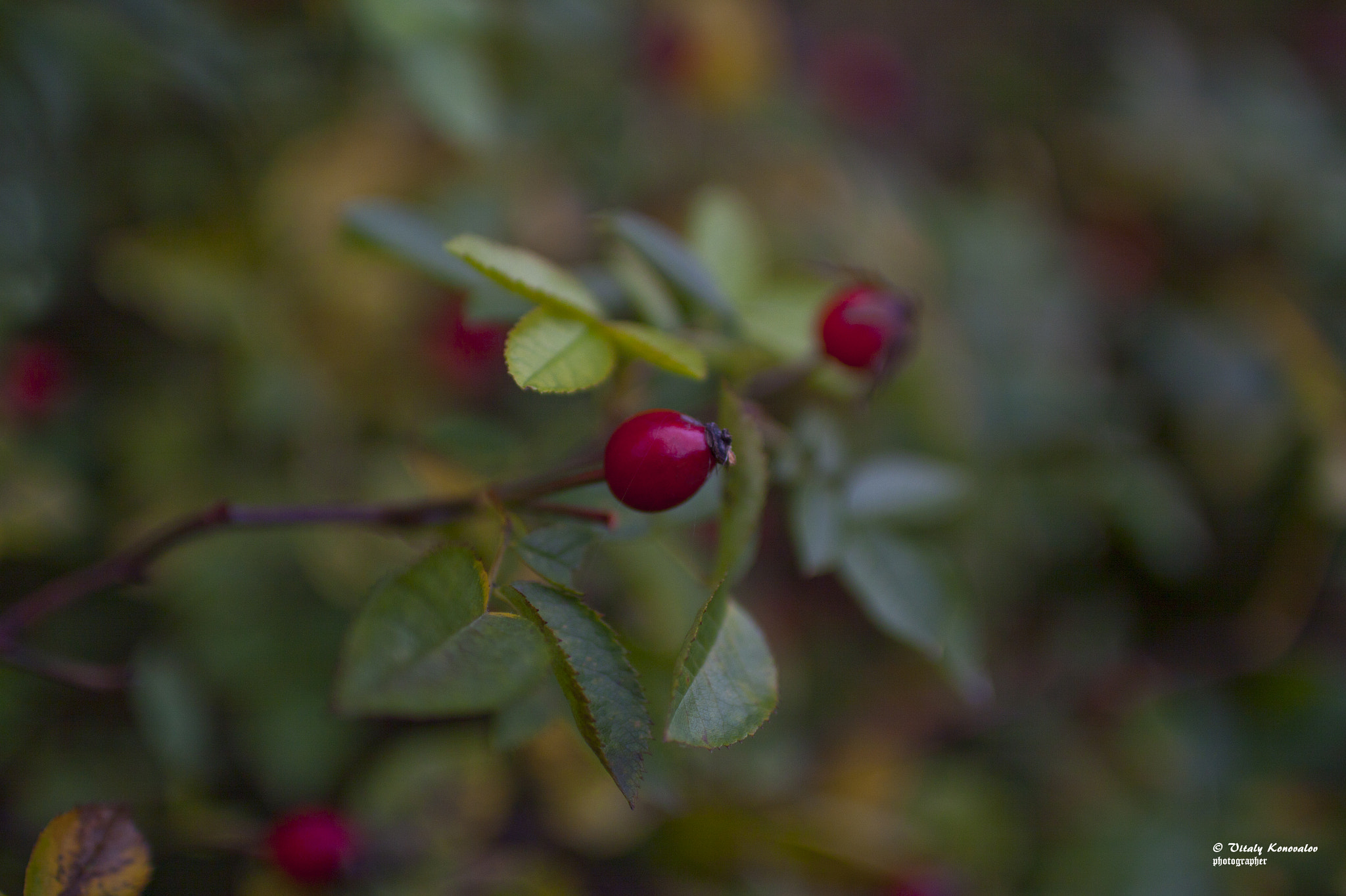 Canon EOS 50D sample photo. The fruit of the wild rose photography