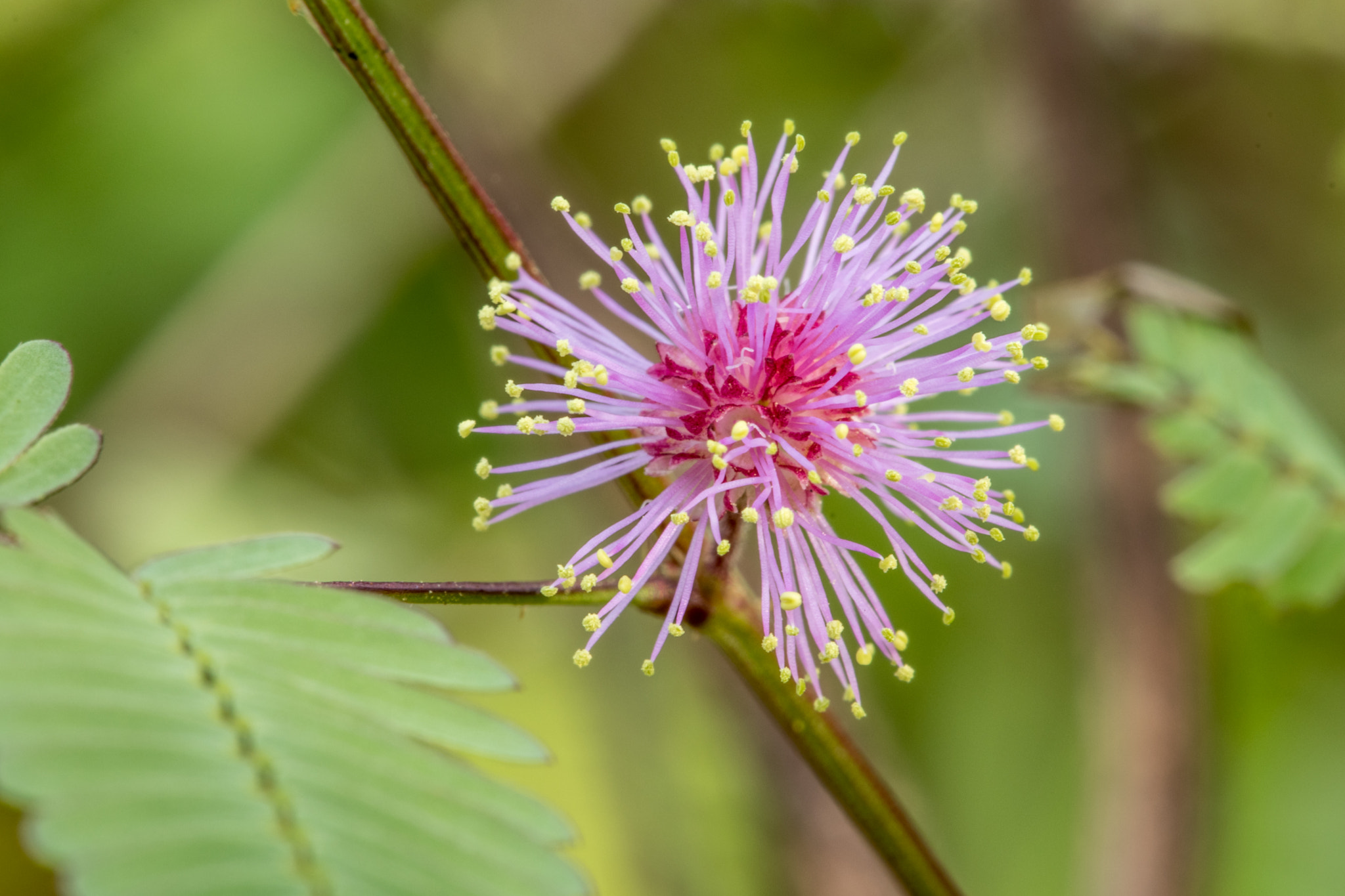 Canon EOS 80D sample photo. Flower photography