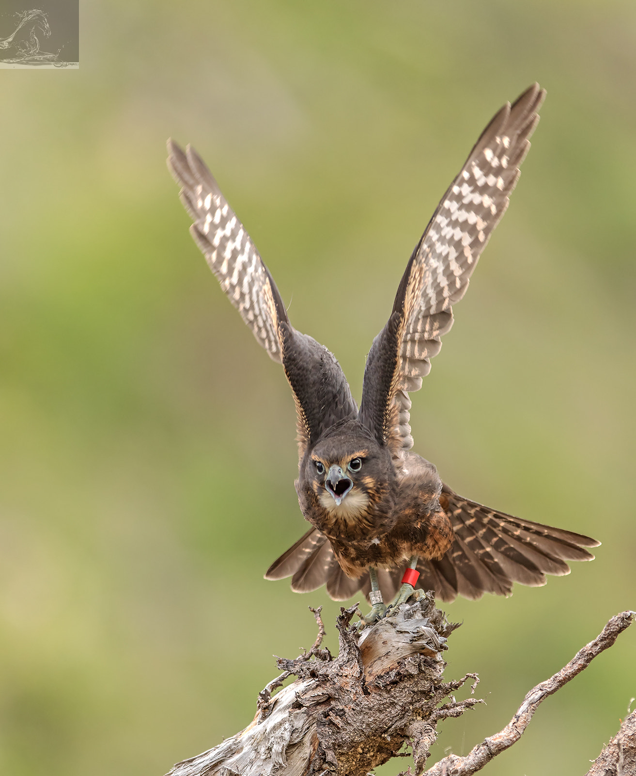 Canon EF 300mm F2.8L IS USM sample photo. Karearea 82 photography