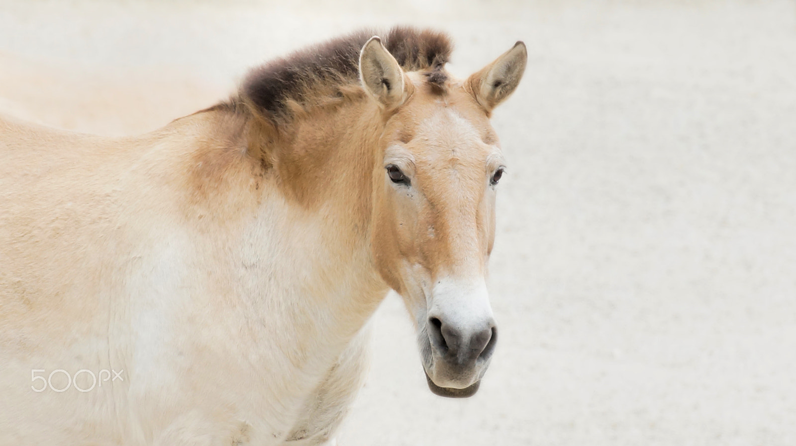Tamron SP 70-300mm F4-5.6 Di USD sample photo. Przewalski photography