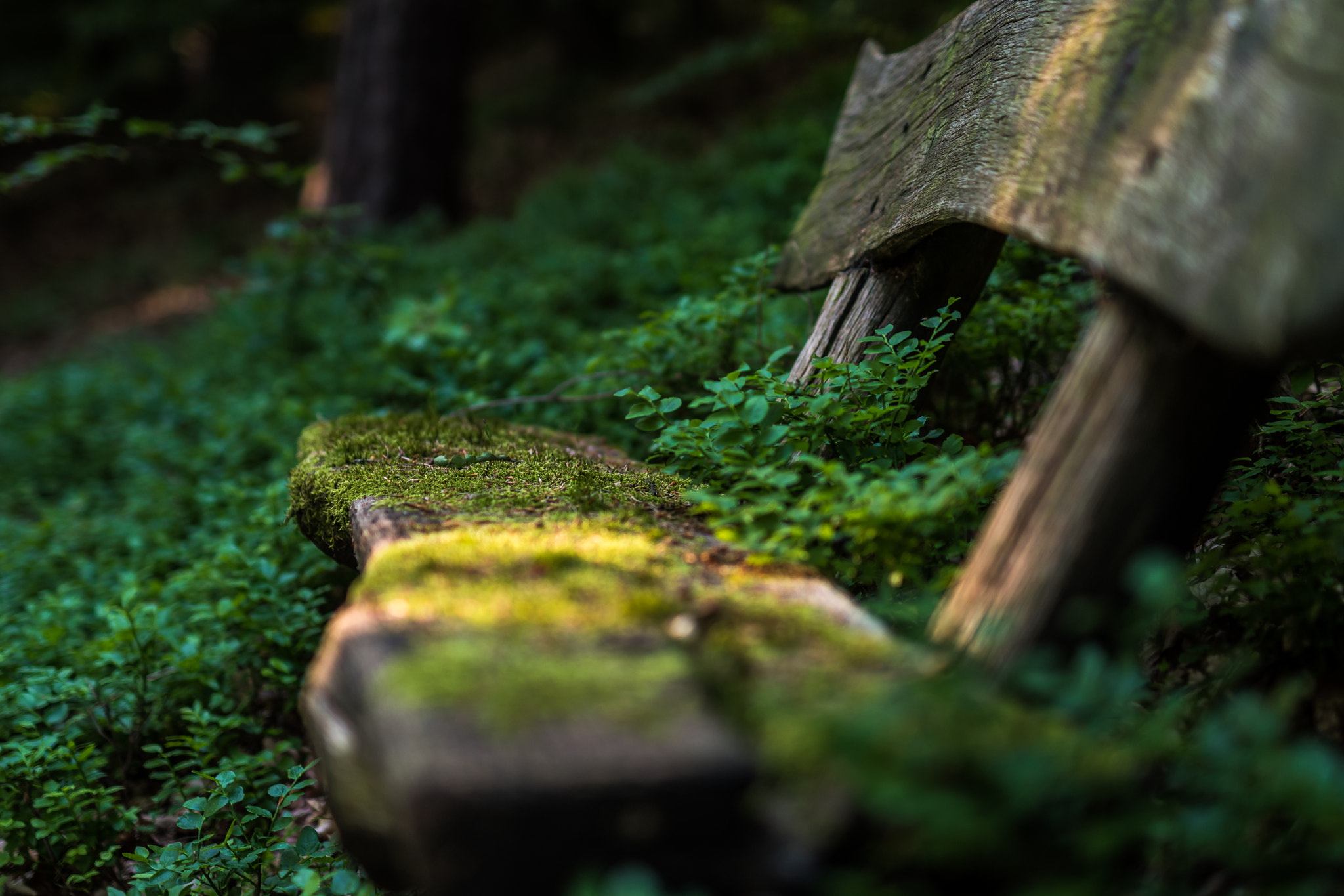 Nikon D500 + Sigma 50mm F1.4 DG HSM Art sample photo. Cozy bench photography