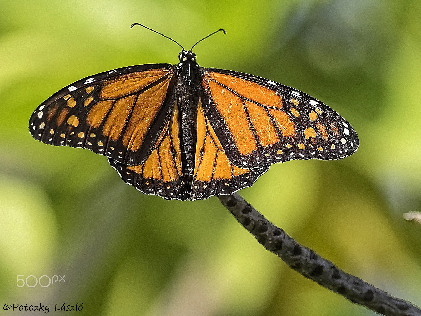 Olympus OM-D E-M1 + OLYMPUS M.300mm F4.0 sample photo. Monarch photography