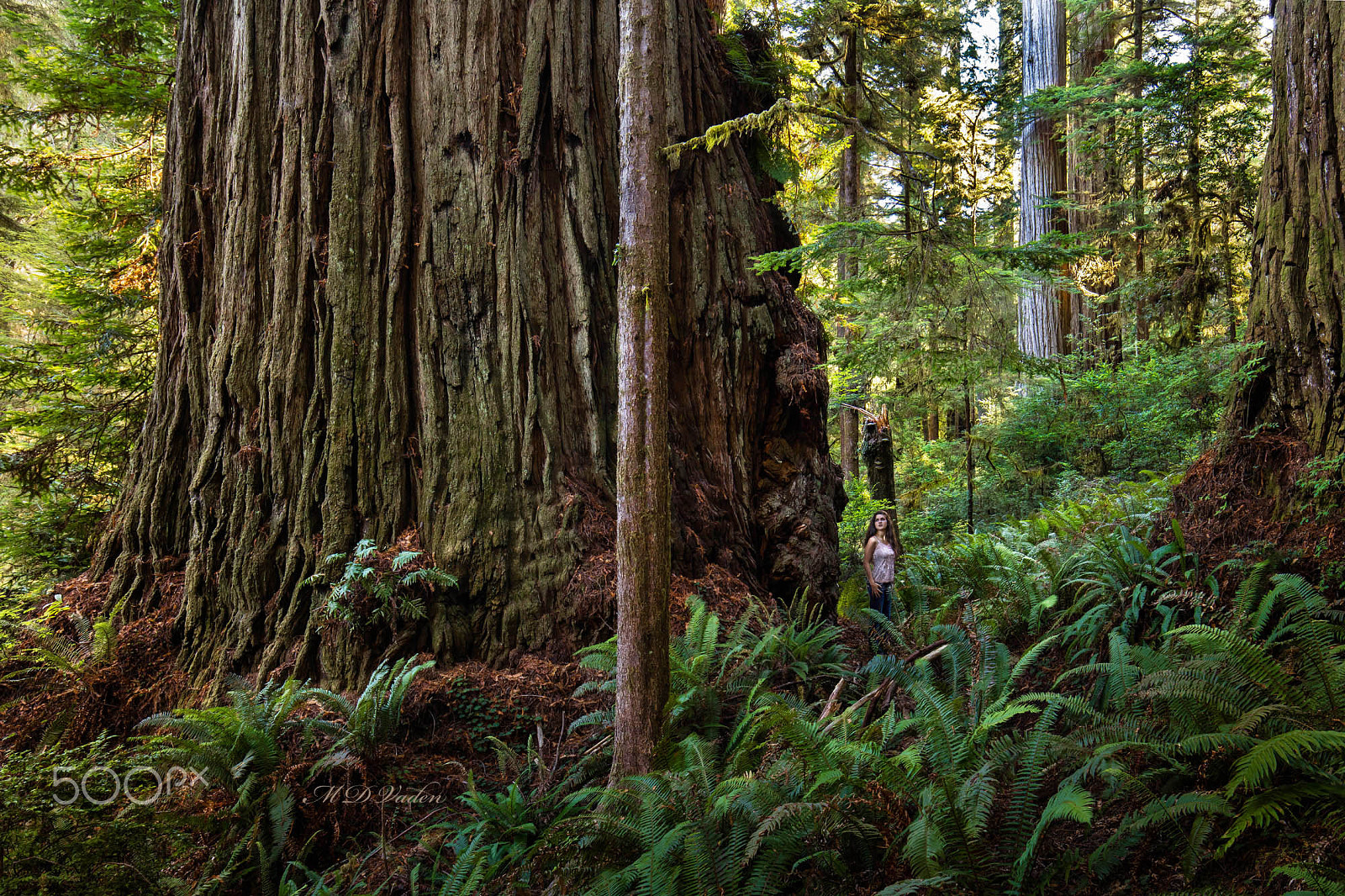 Canon EOS 5DS + Canon EF 16-35mm F4L IS USM sample photo. Giant coast redwood tree photography