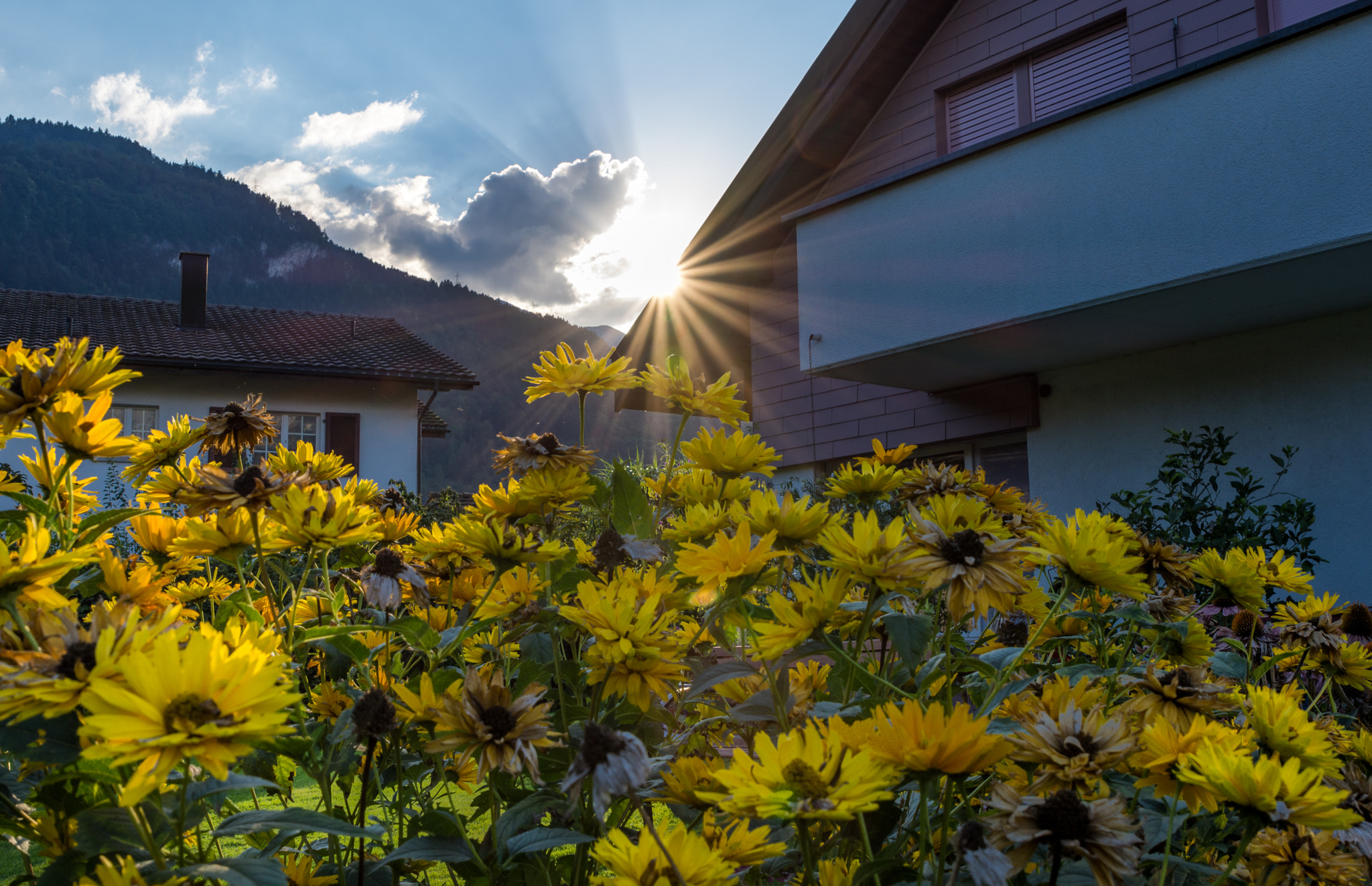 Tamron SP 24-70mm F2.8 Di VC USD sample photo. Sunbeam flowers photography