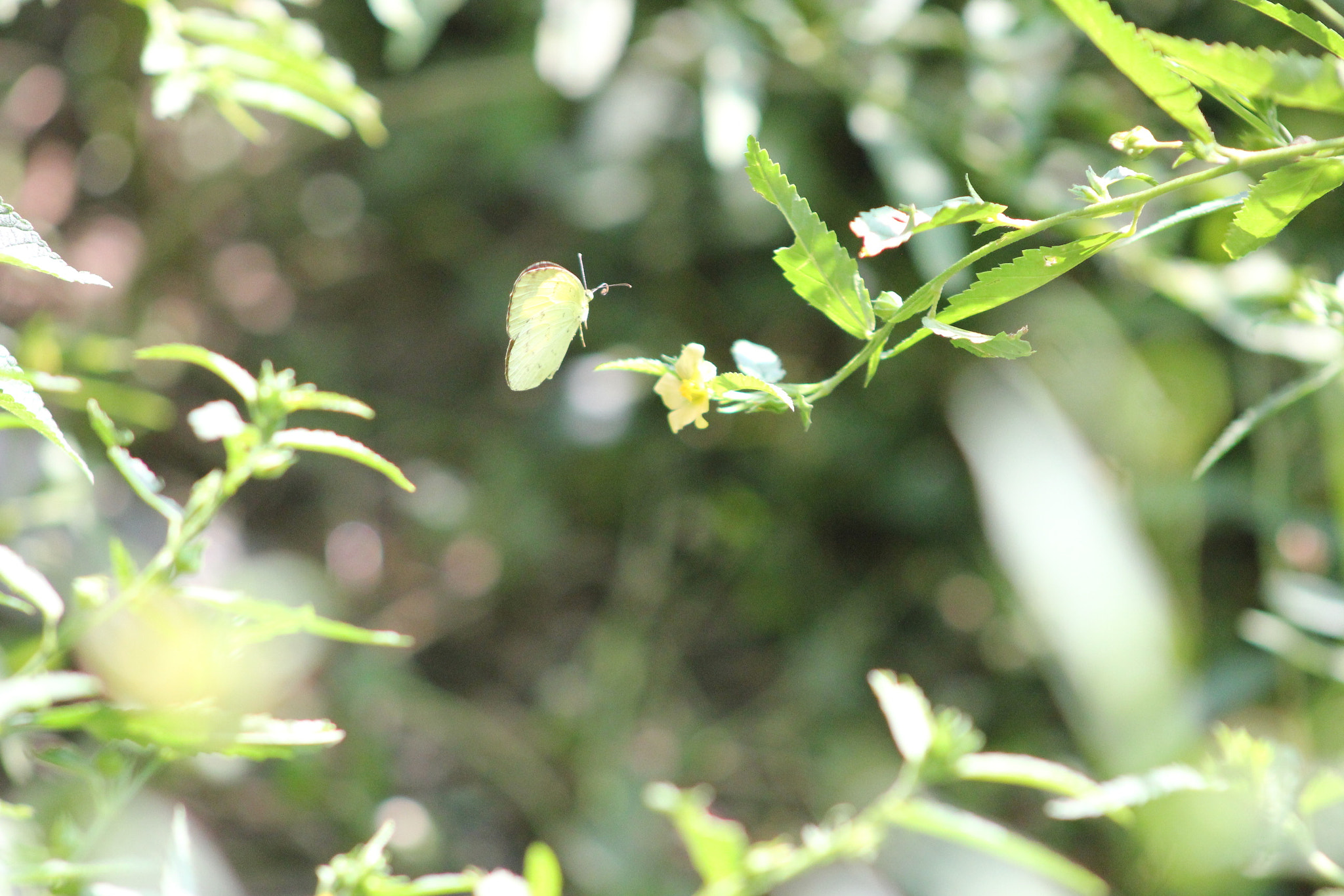 Canon EF 75-300mm f/4-5.6 USM sample photo. A flying butterfly photography