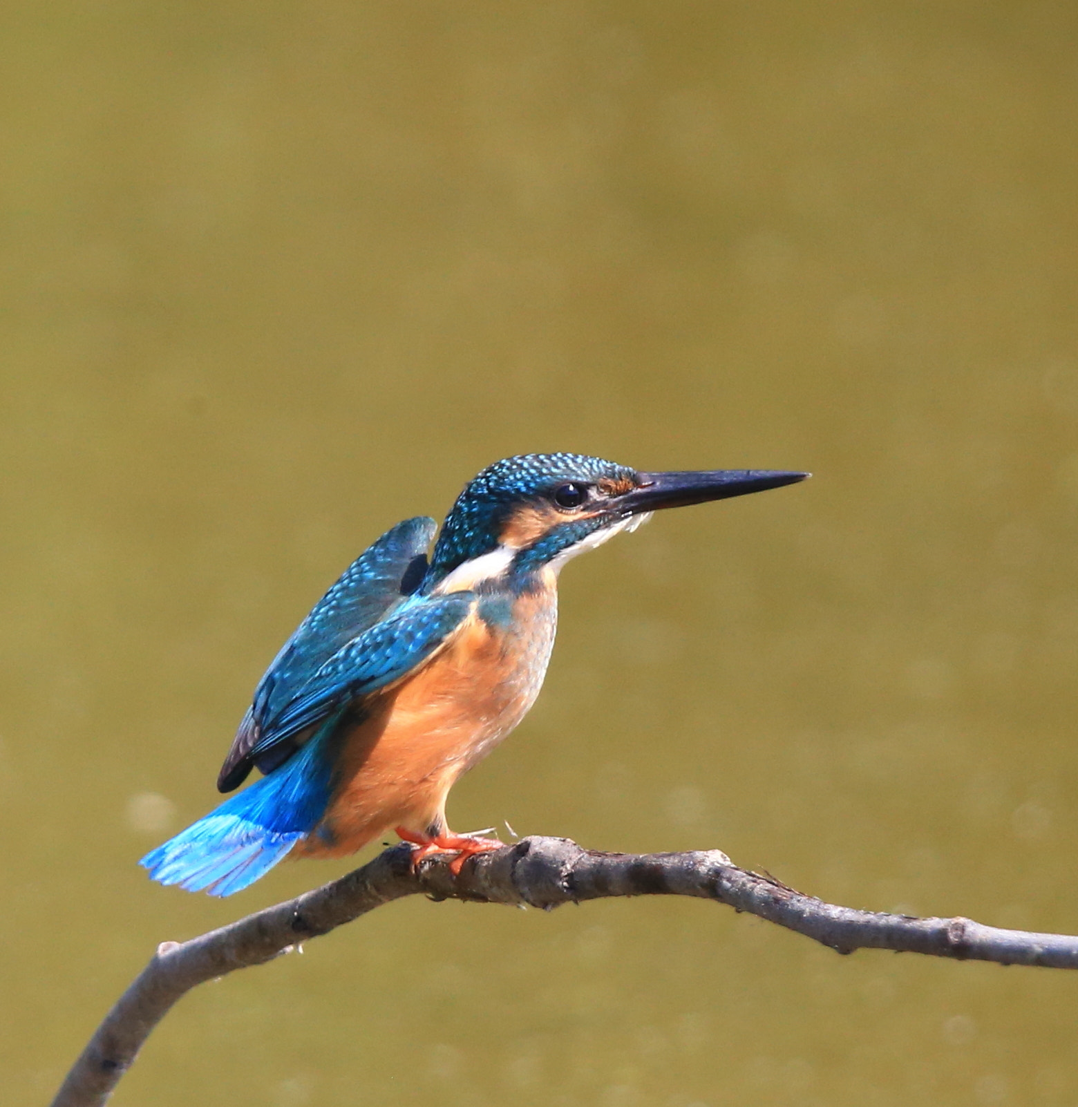 Canon EF 600mm F4L IS II USM sample photo. 242 photography