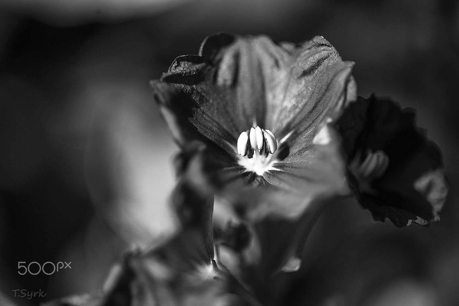 Sigma APO Macro 150mm f/2.8 EX DG HSM sample photo. Flower b/w photography