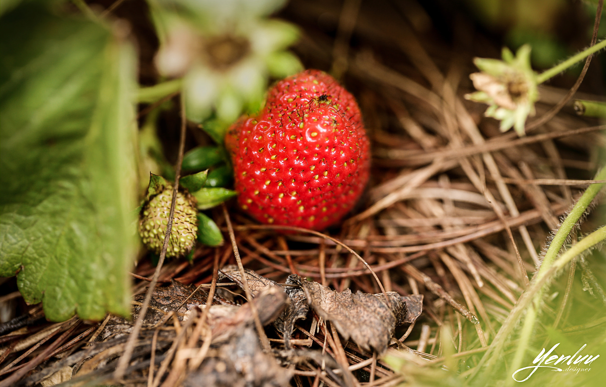 Canon EOS 6D + Canon EF 100mm F2.8L Macro IS USM sample photo. Hương vị photography
