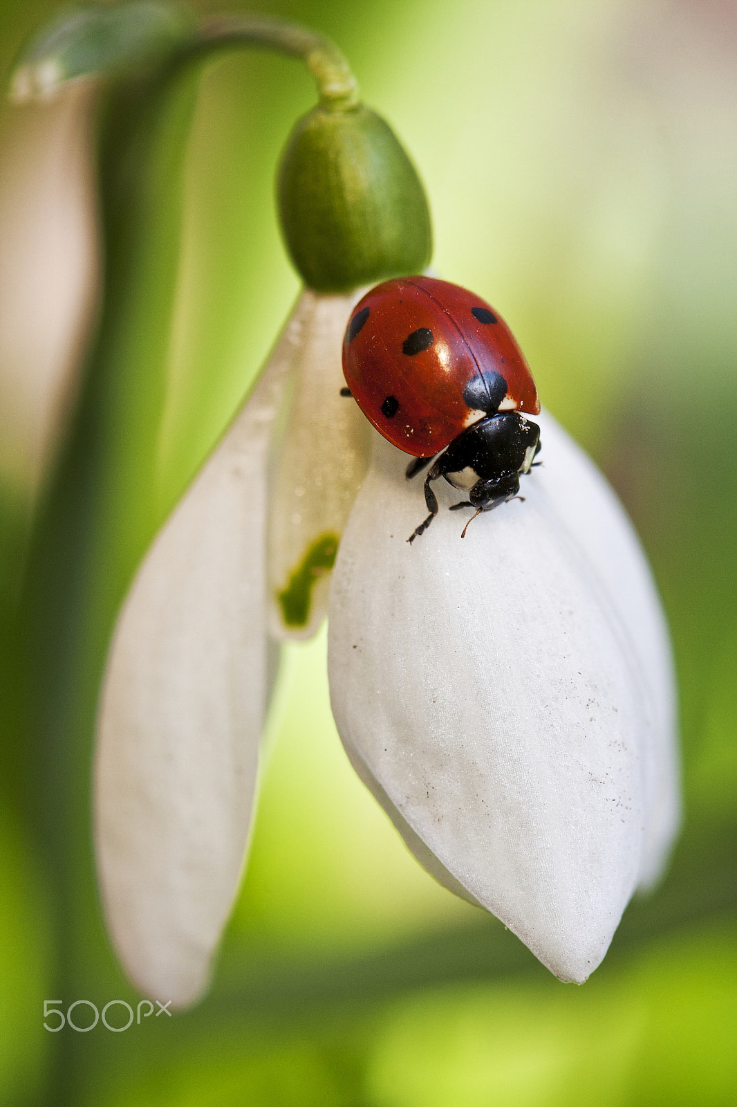 Canon EF 100mm F2.8 Macro USM sample photo. The ladybird on snowdrop flower photography