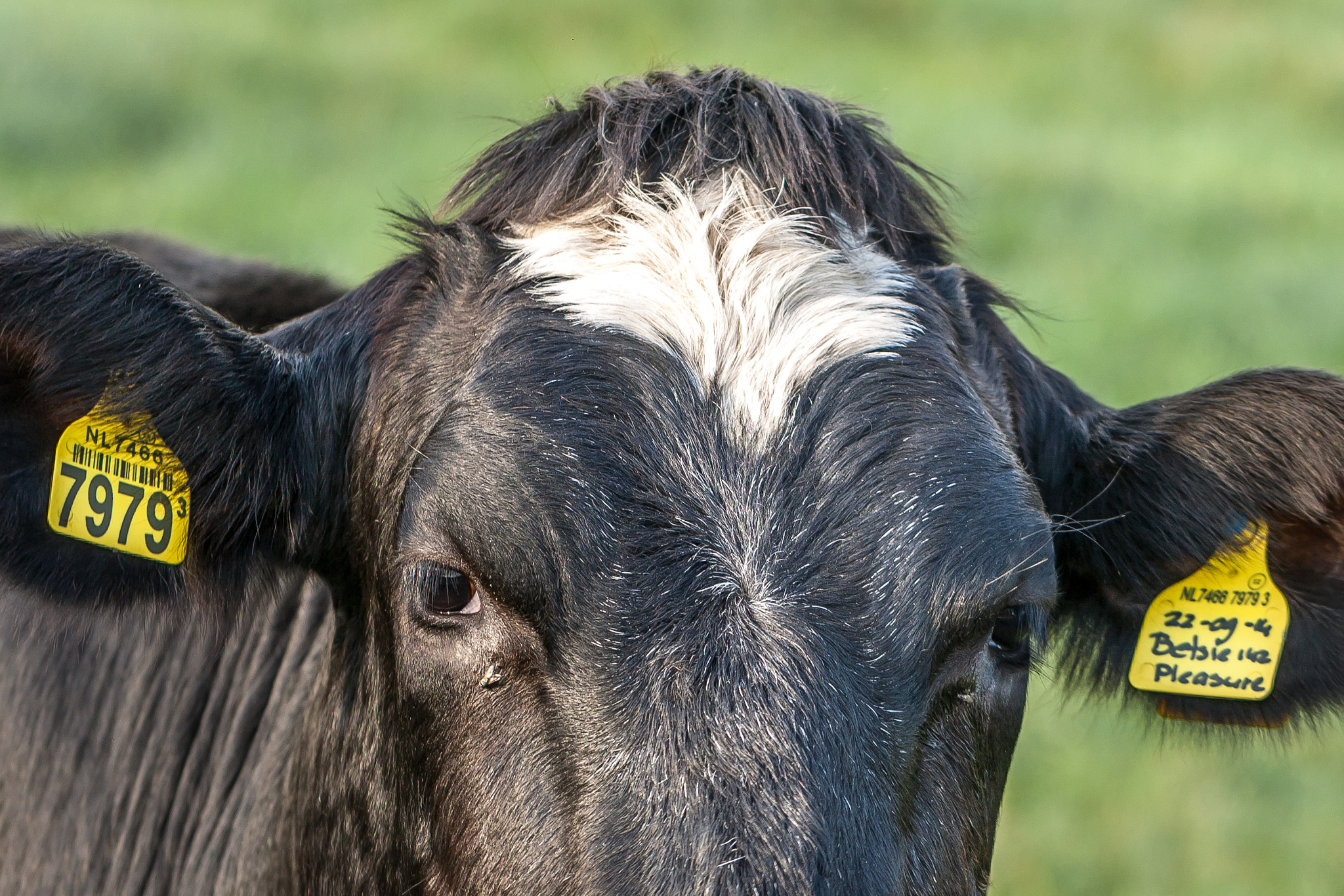 Canon EF 100mm F2.8L Macro IS USM sample photo. "world animal day" photography