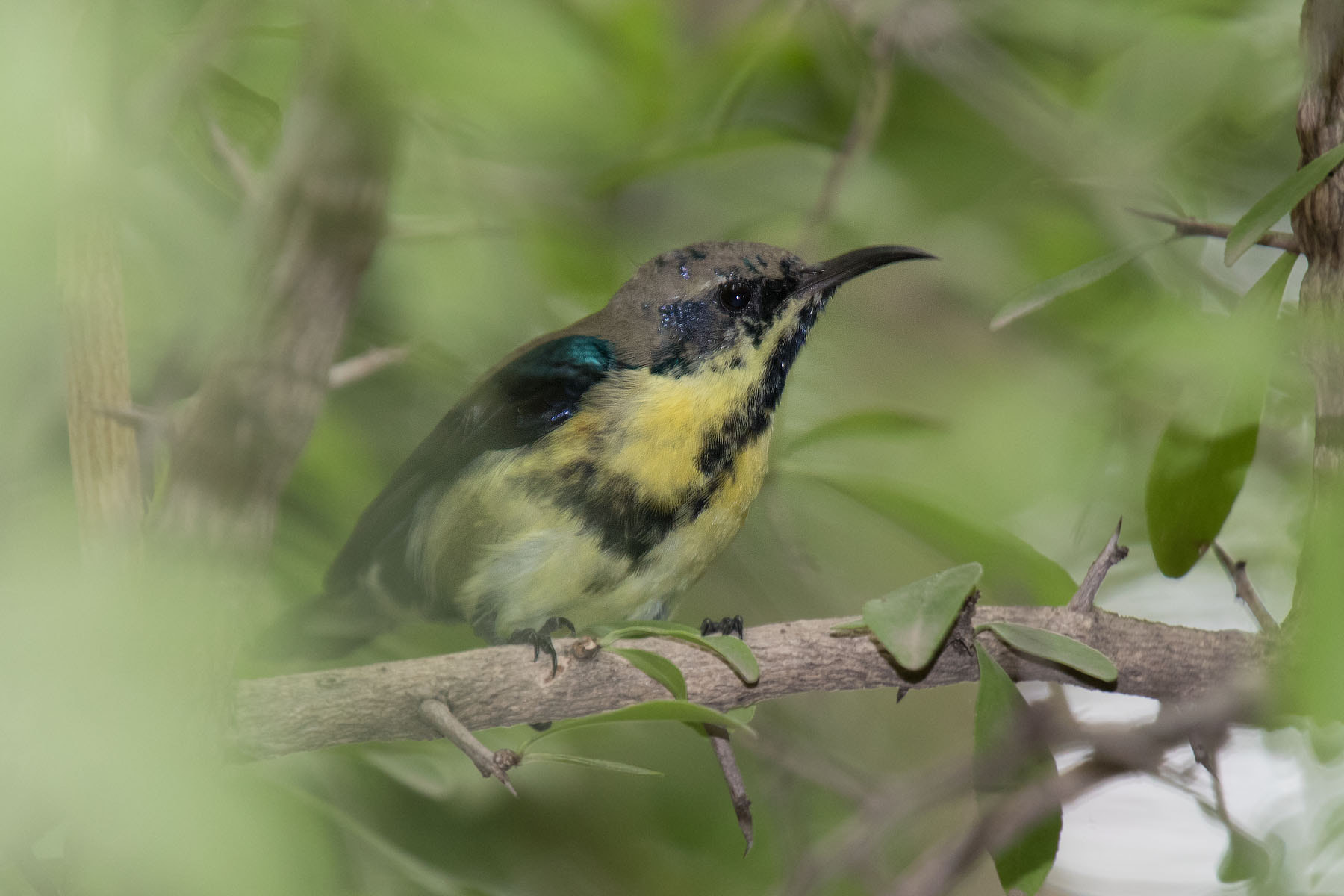 Canon EF 70-200mm F4L IS USM sample photo. Sunbird photography