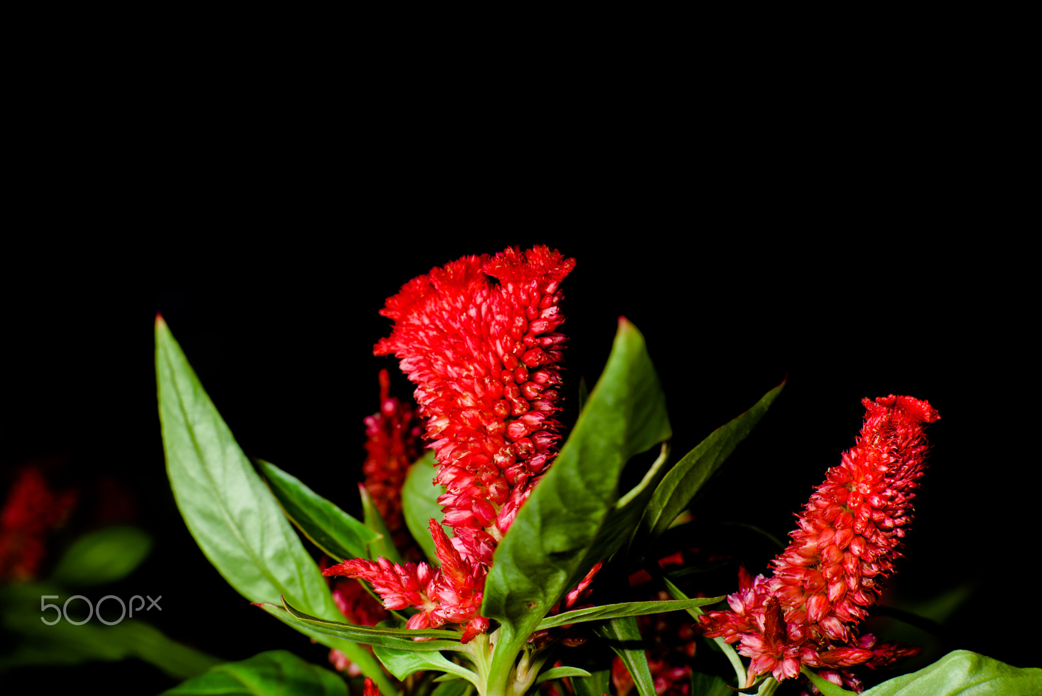 beautiful  red  flowers