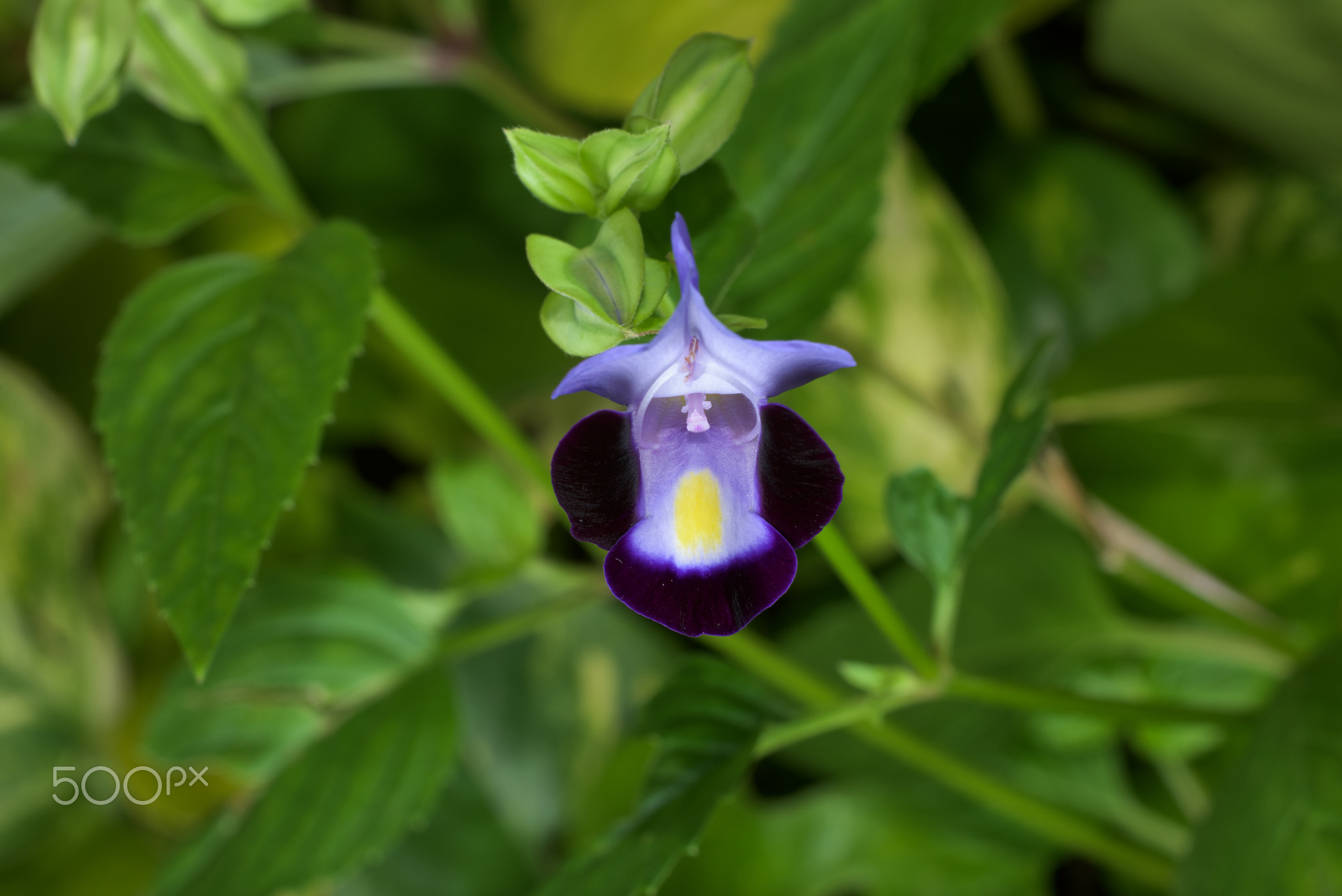 beautiful  purple  flowers