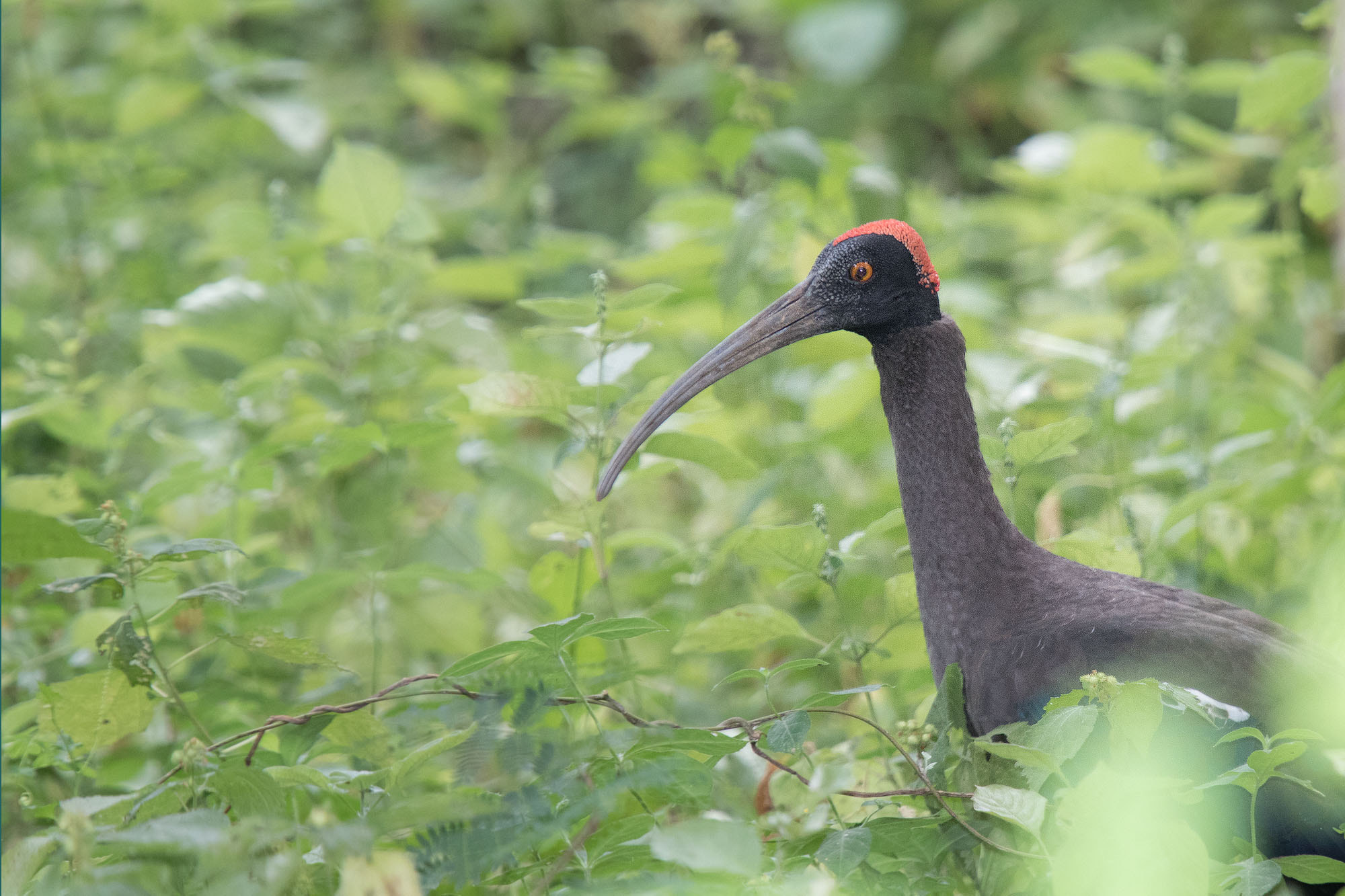 Canon EOS 7D Mark II sample photo. Red-naped ibis photography