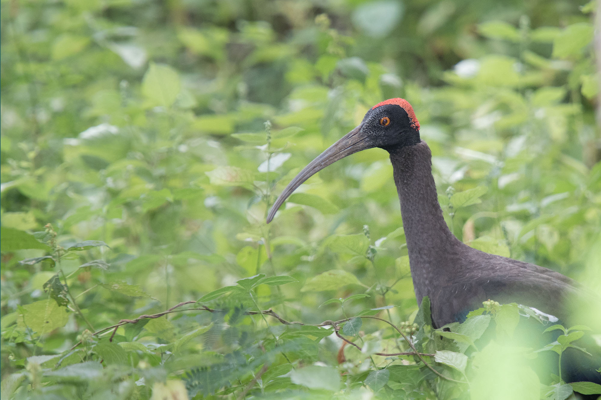 Canon EF 70-200mm F4L IS USM sample photo. Red-naped ibis photography