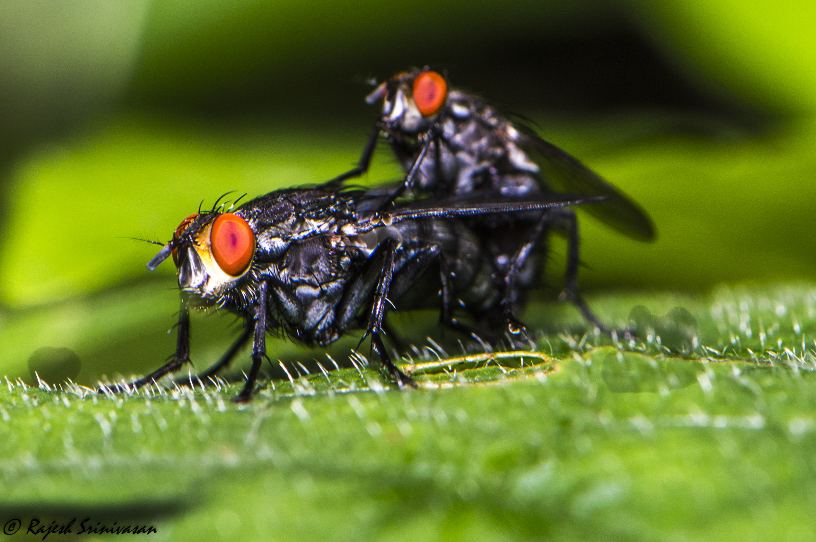 Nikon AF-S DX Micro-Nikkor 85mm F3.5G ED VR sample photo. Mating photography