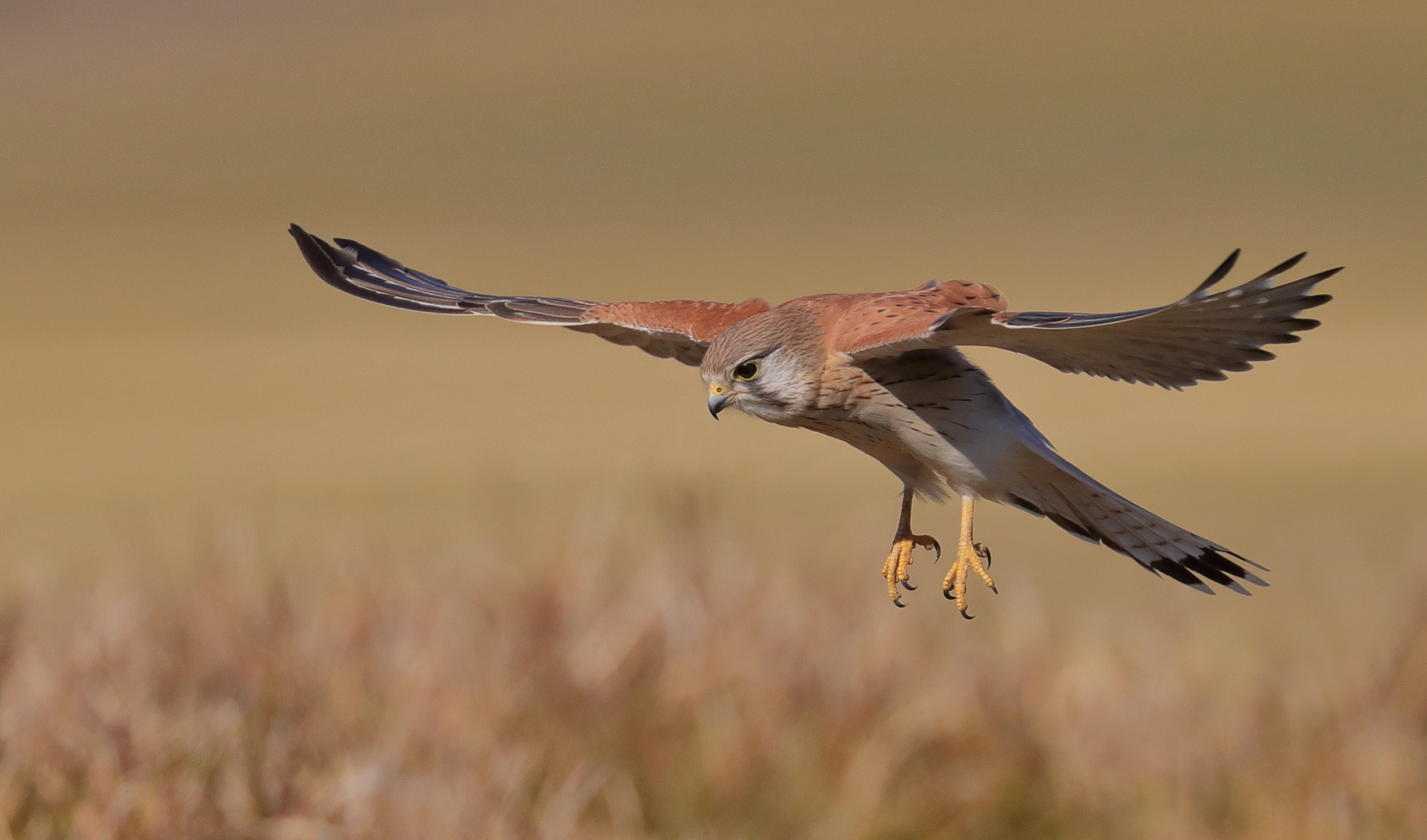 Canon EF 200-400mm F4L IS USM Extender 1.4x sample photo. Kestrel photography