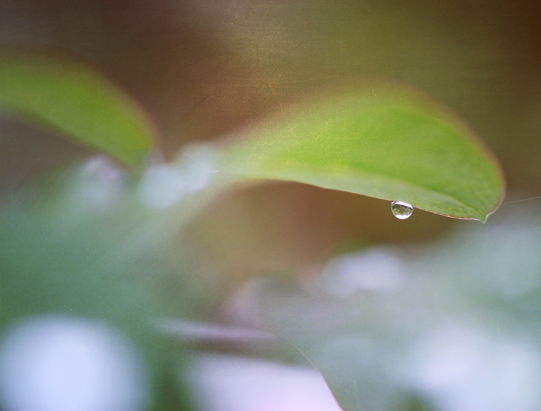 Canon EOS 100D (EOS Rebel SL1 / EOS Kiss X7) sample photo. Every drop counts! photography