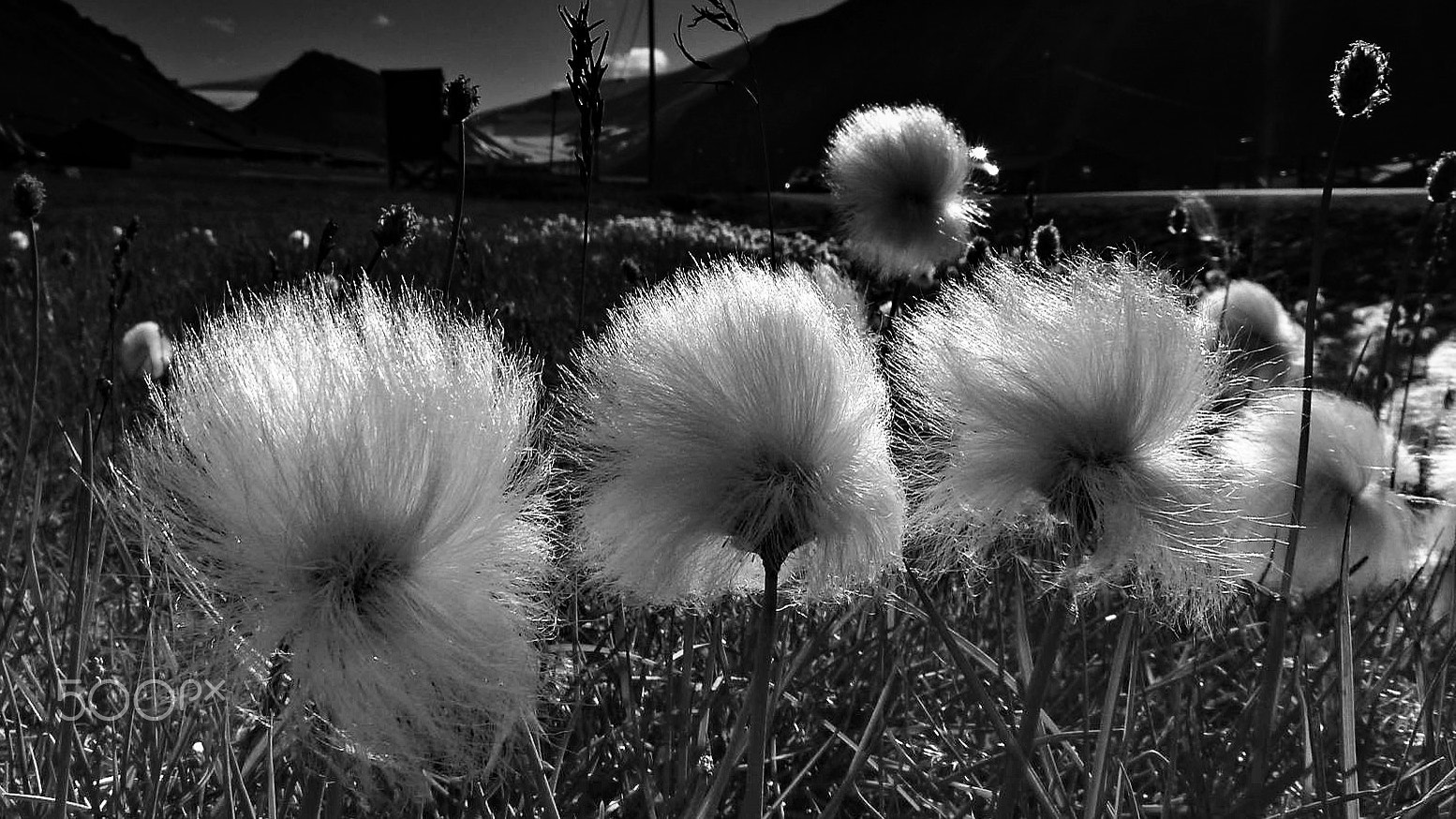 Leica V-Lux 20 sample photo. Arctic cotton grass photography