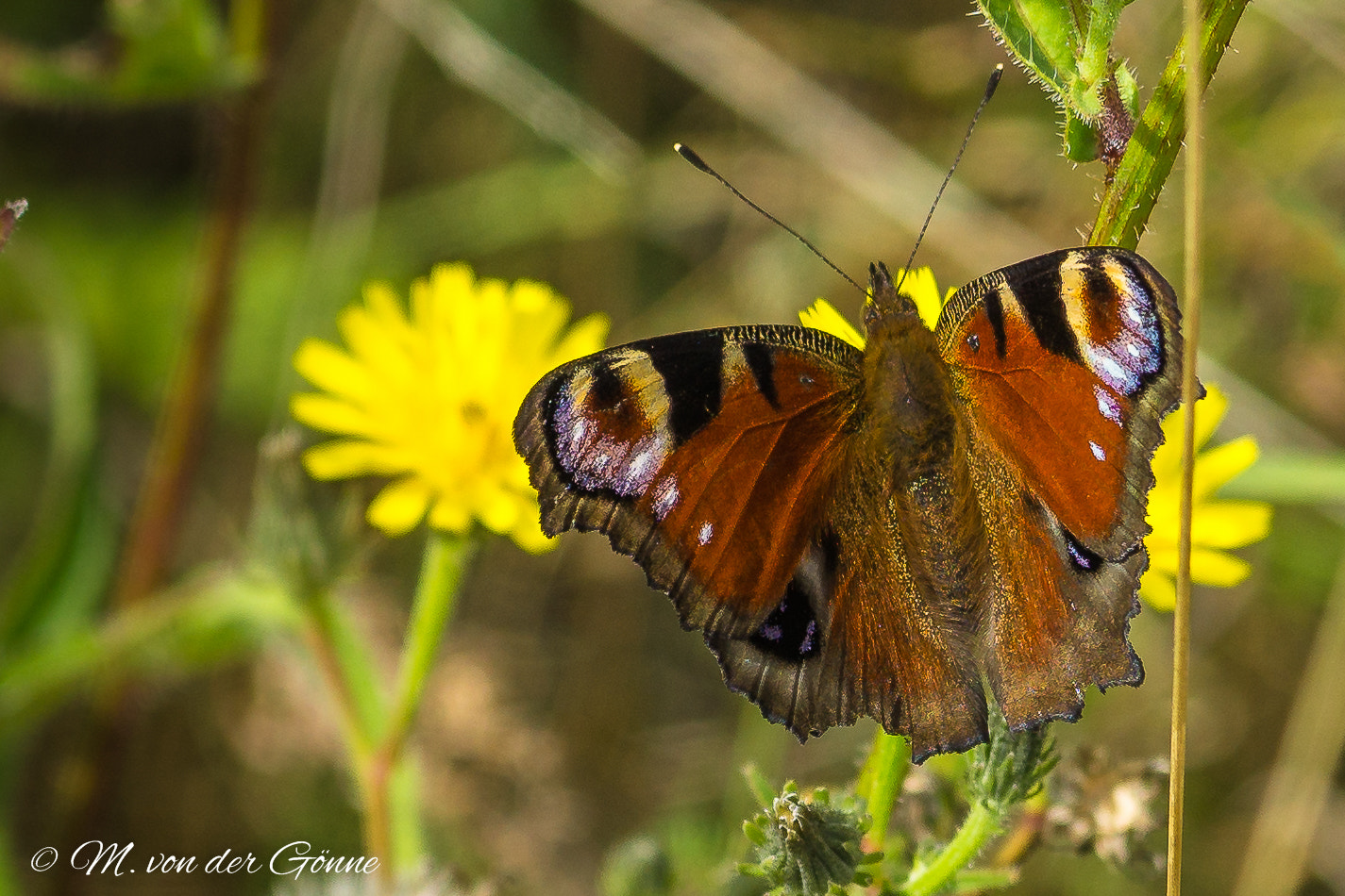 Sony a6000 + Sony FE 90mm F2.8 Macro G OSS sample photo. Tagpfauenauge photography