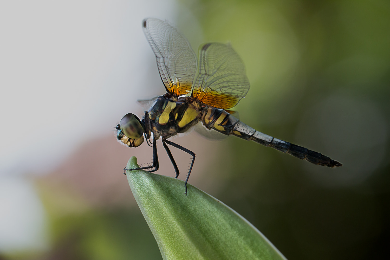 Canon EOS 70D + Canon EF 100mm F2.8L Macro IS USM sample photo. Dragon fly photography