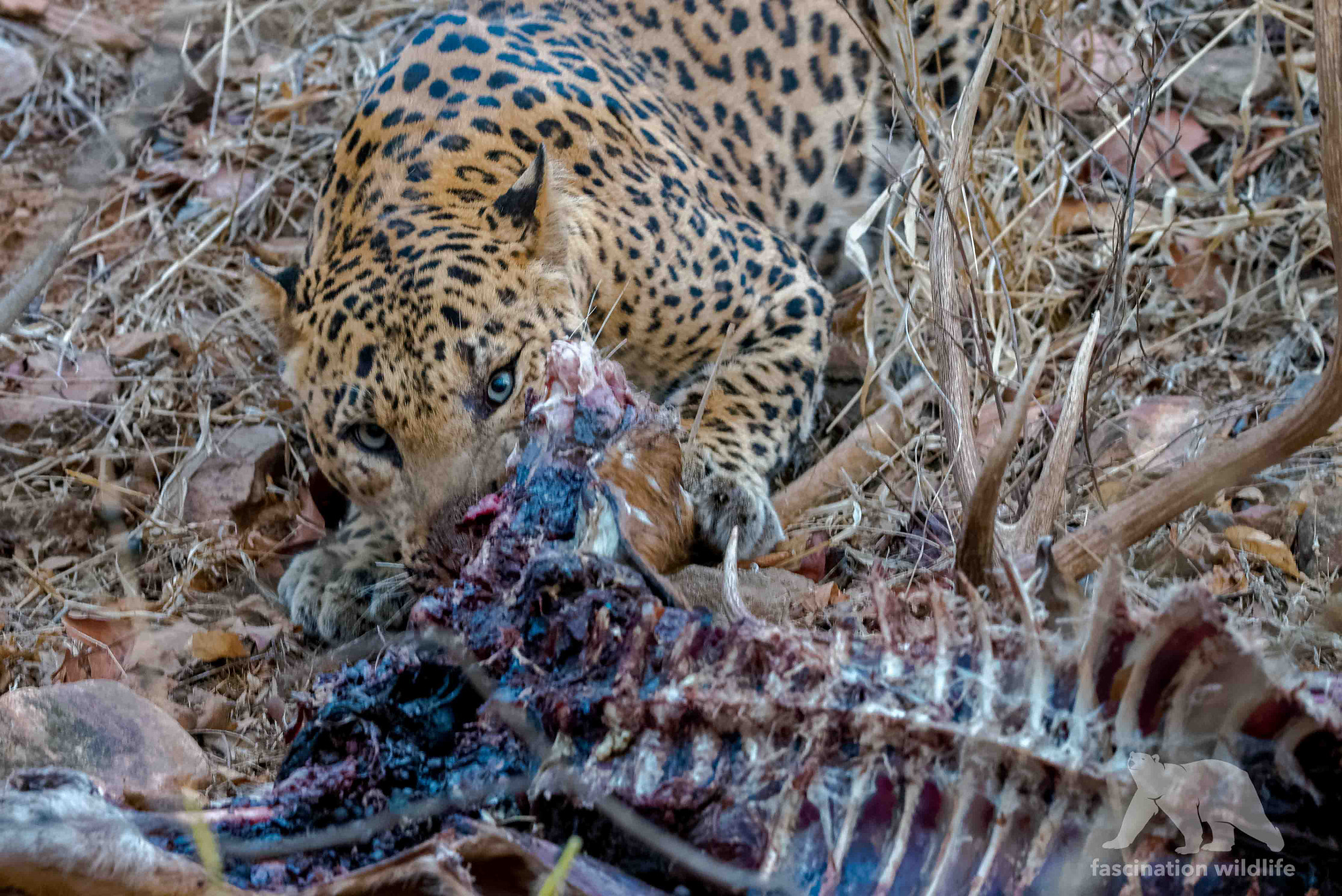 Sigma 150-600mm F5-6.3 DG OS HSM | S sample photo. Feeding leopard photography