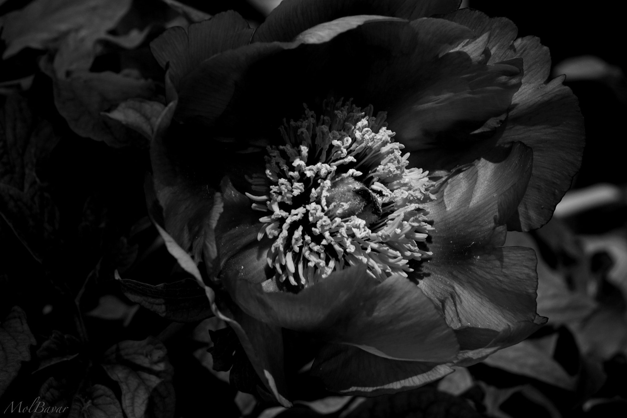 Sony Cyber-shot DSC-RX10 + Sony 24-200mm F2.8 sample photo. Black beauty photography