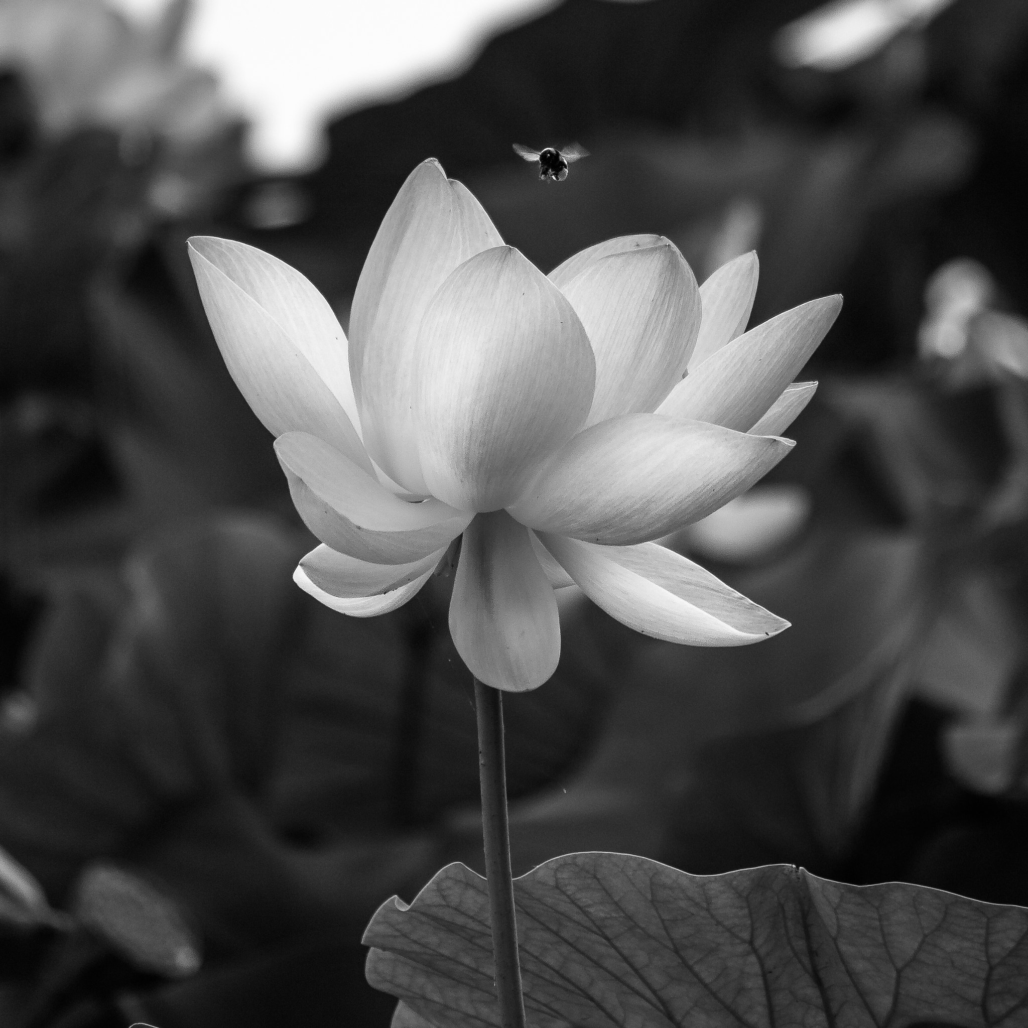 Pentax smc DA 50-200mm F4-5.6 ED WR sample photo. Lotus flower photography