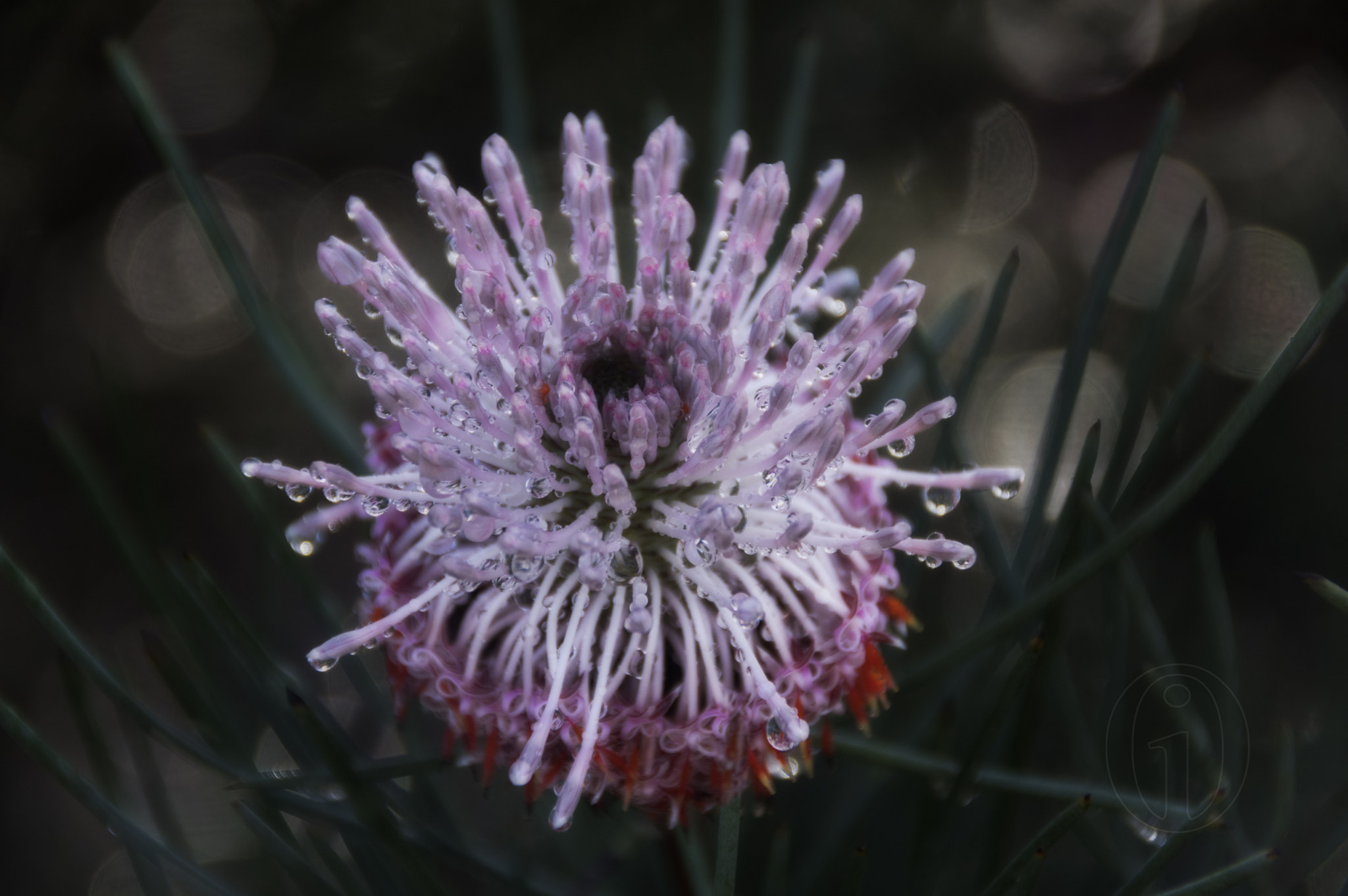 Pentax K-3 II sample photo. Banksia photography