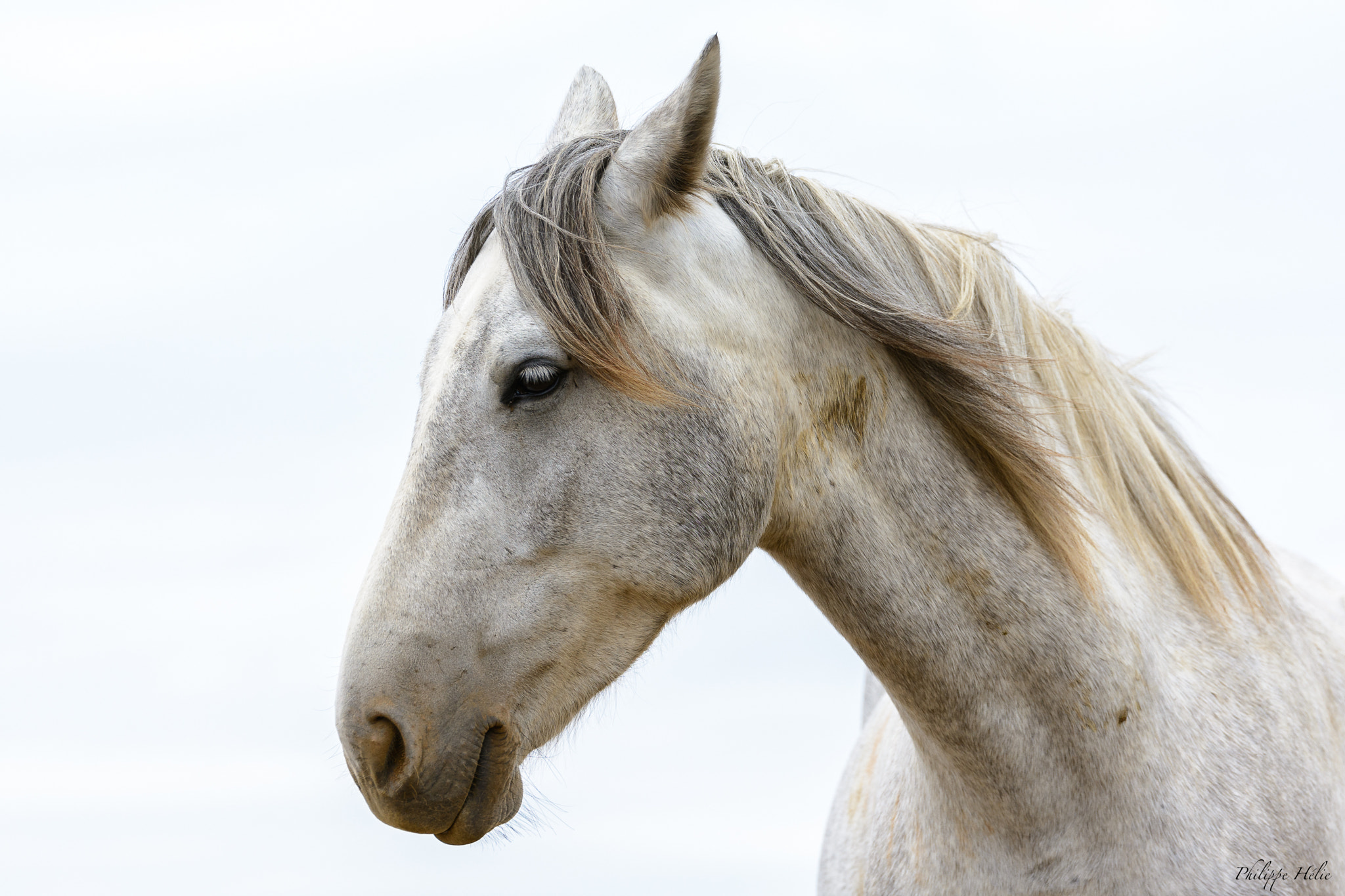 Tamron SP 70-200mm F2.8 Di VC USD sample photo. Cheval blanc photography