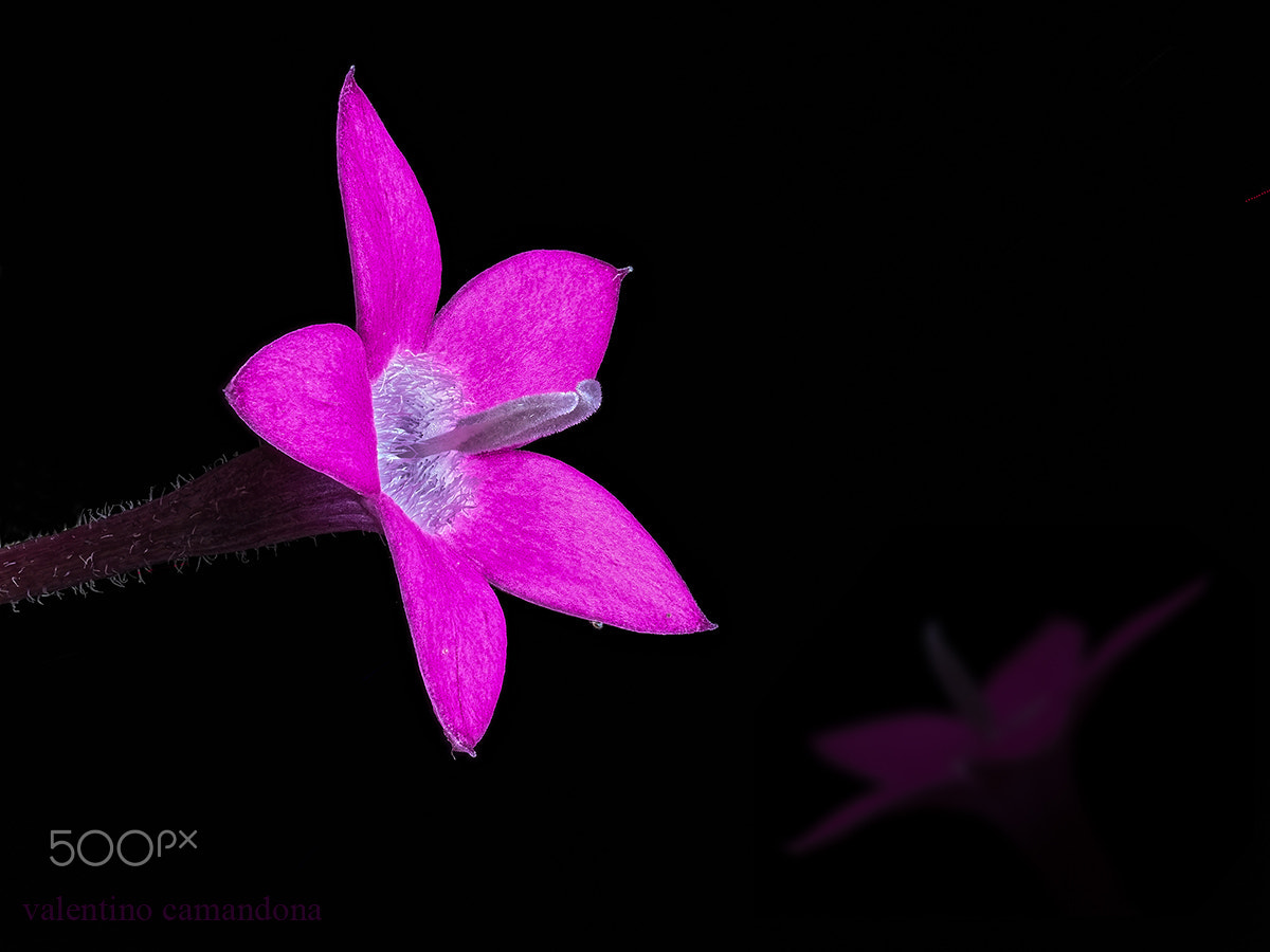 Olympus PEN-F + Olympus M.Zuiko Digital ED 60mm F2.8 Macro sample photo. Another gentle purple flower. photography