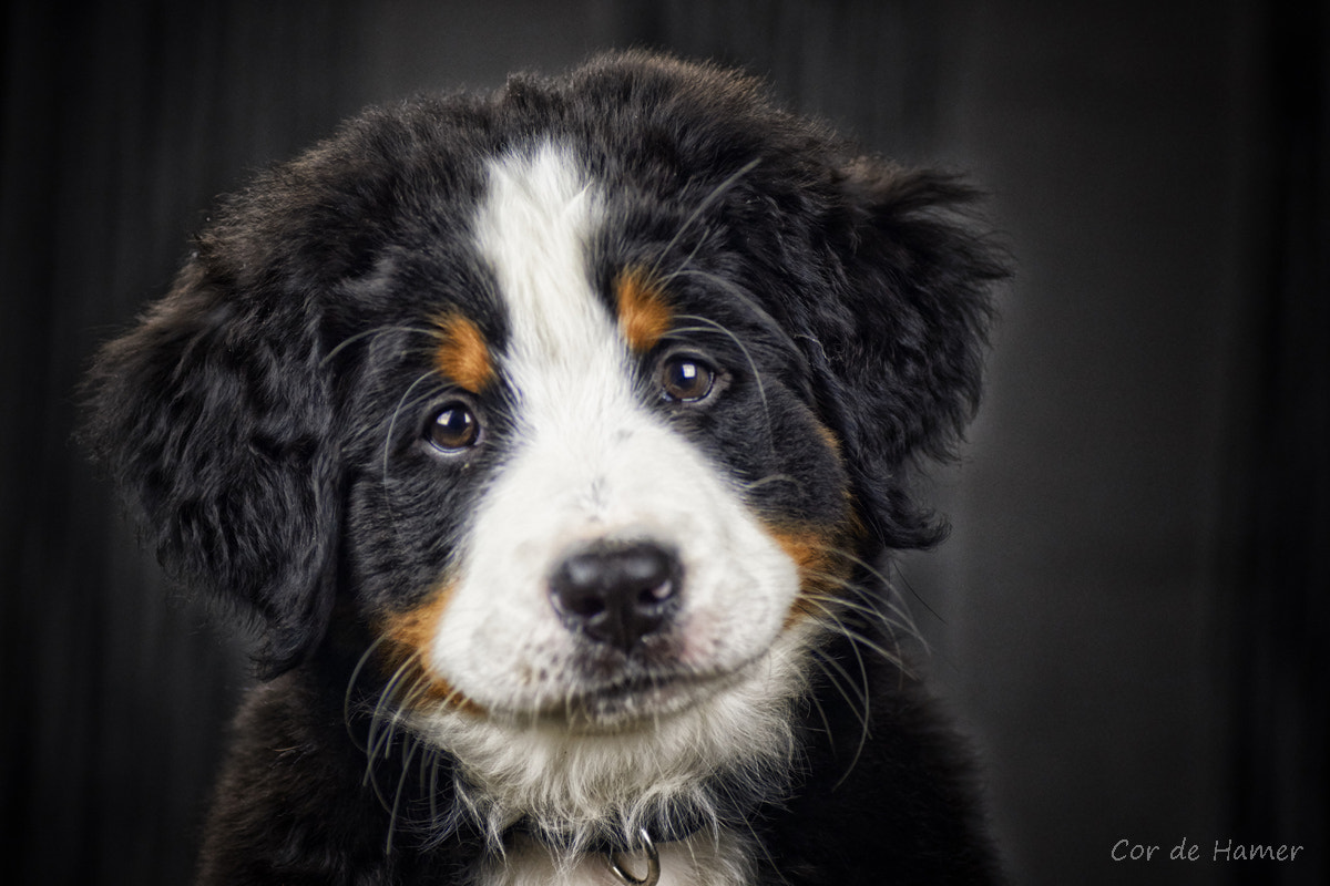 Sony SLT-A77 + Tamron SP AF 90mm F2.8 Di Macro sample photo. Bernese mountain pup 9 weeks old photography