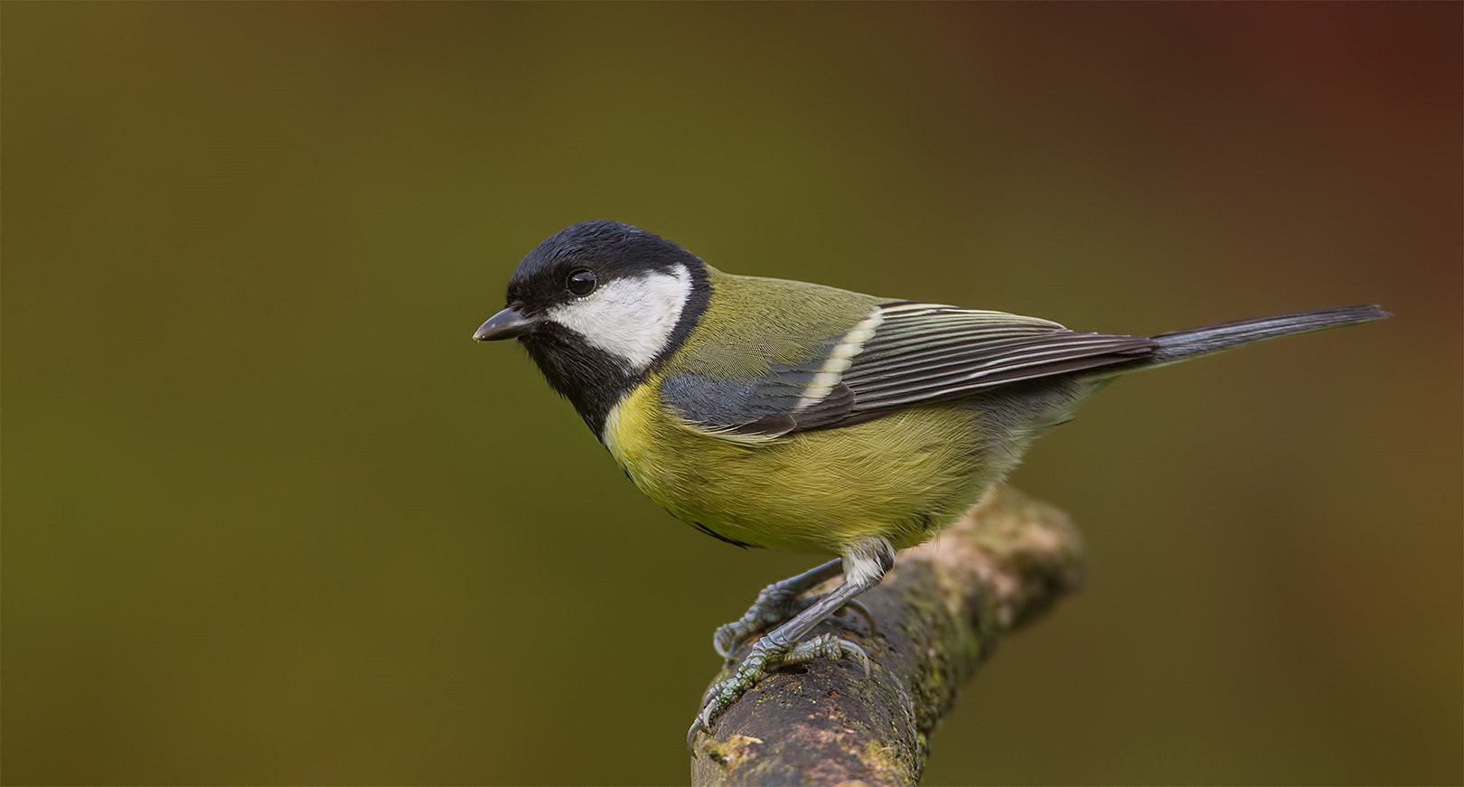 Canon EF 500mm F4L IS USM sample photo. Playing in my garden photography
