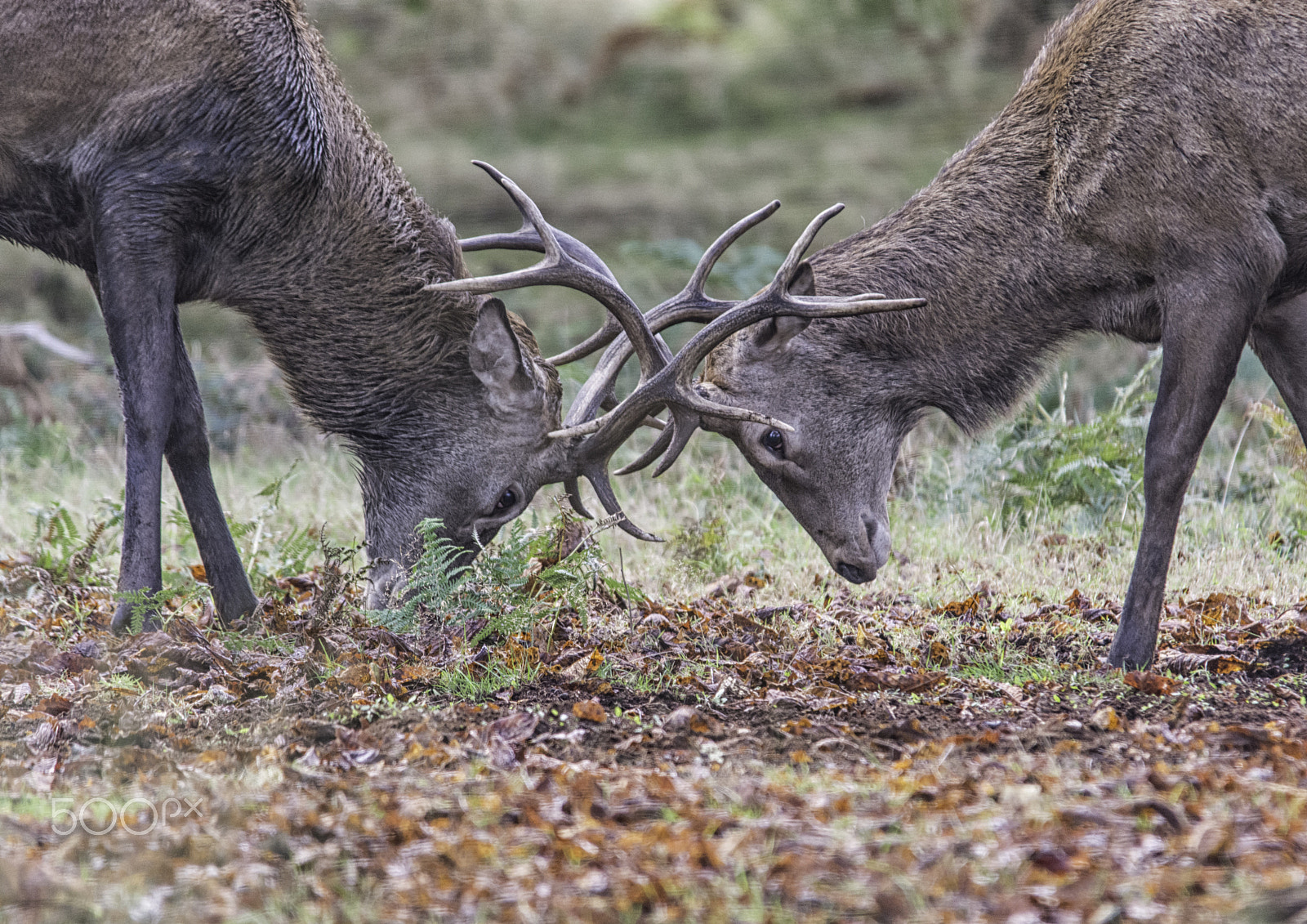 Sigma 150-500mm F5-6.3 DG OS HSM sample photo. Locking hornes photography