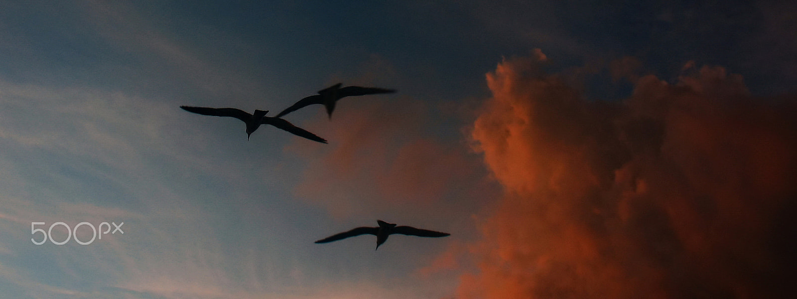 Canon POWERSHOT A630 sample photo. Seagulls photography