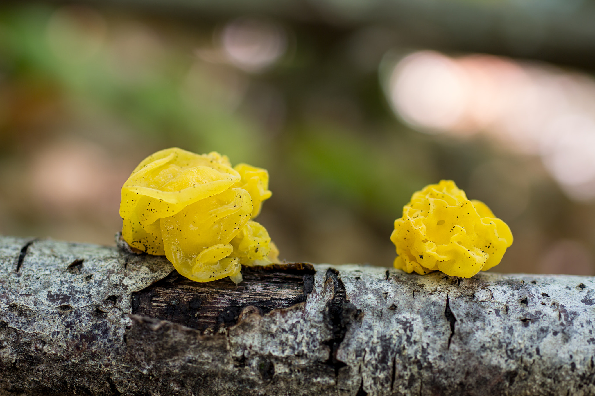 Canon EOS 60D + Sigma 50mm f/2.8 EX sample photo. Tremella mesenterica photography