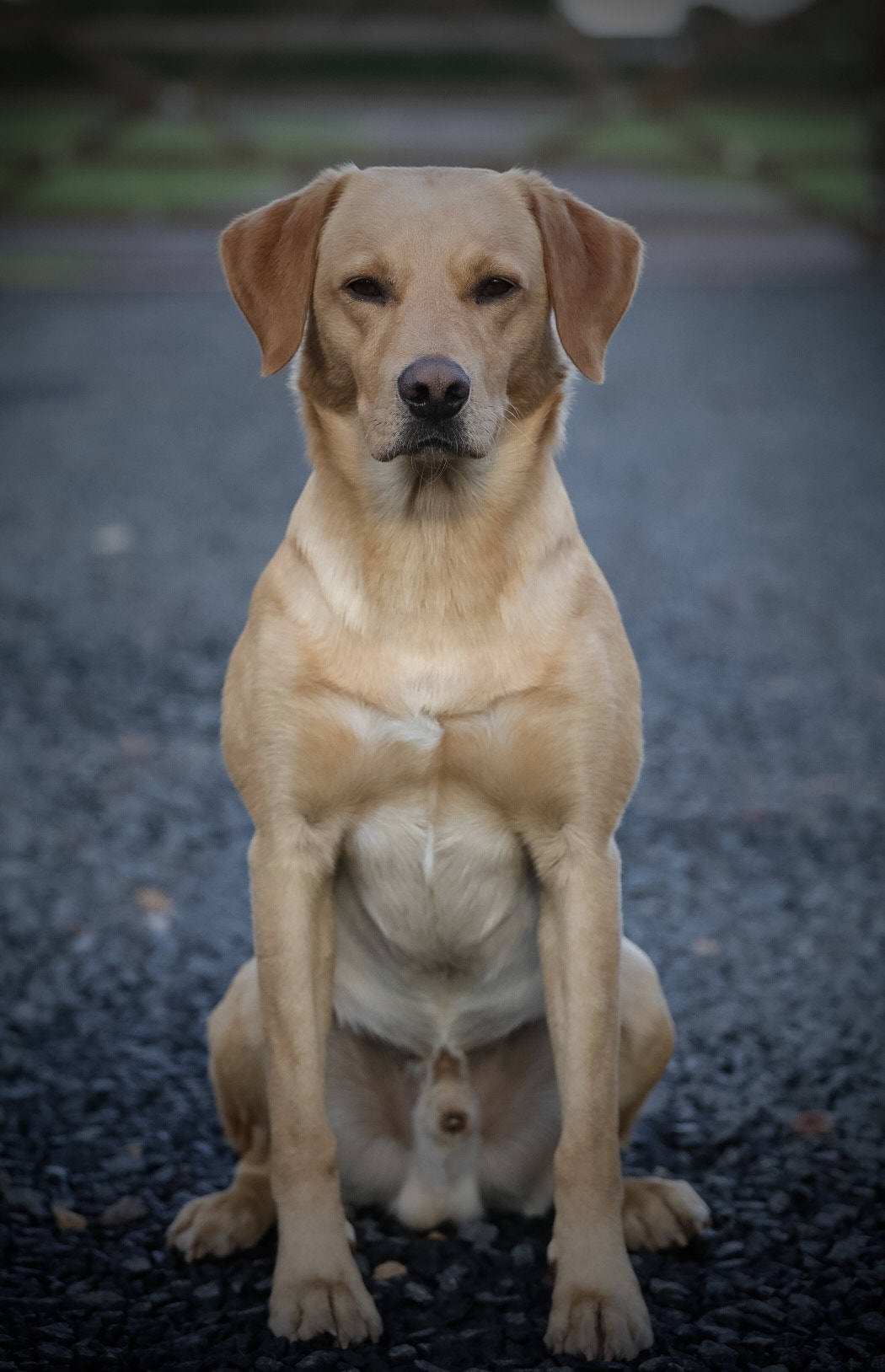 Canon EF 70-200mm F4L USM sample photo. Obedience photography