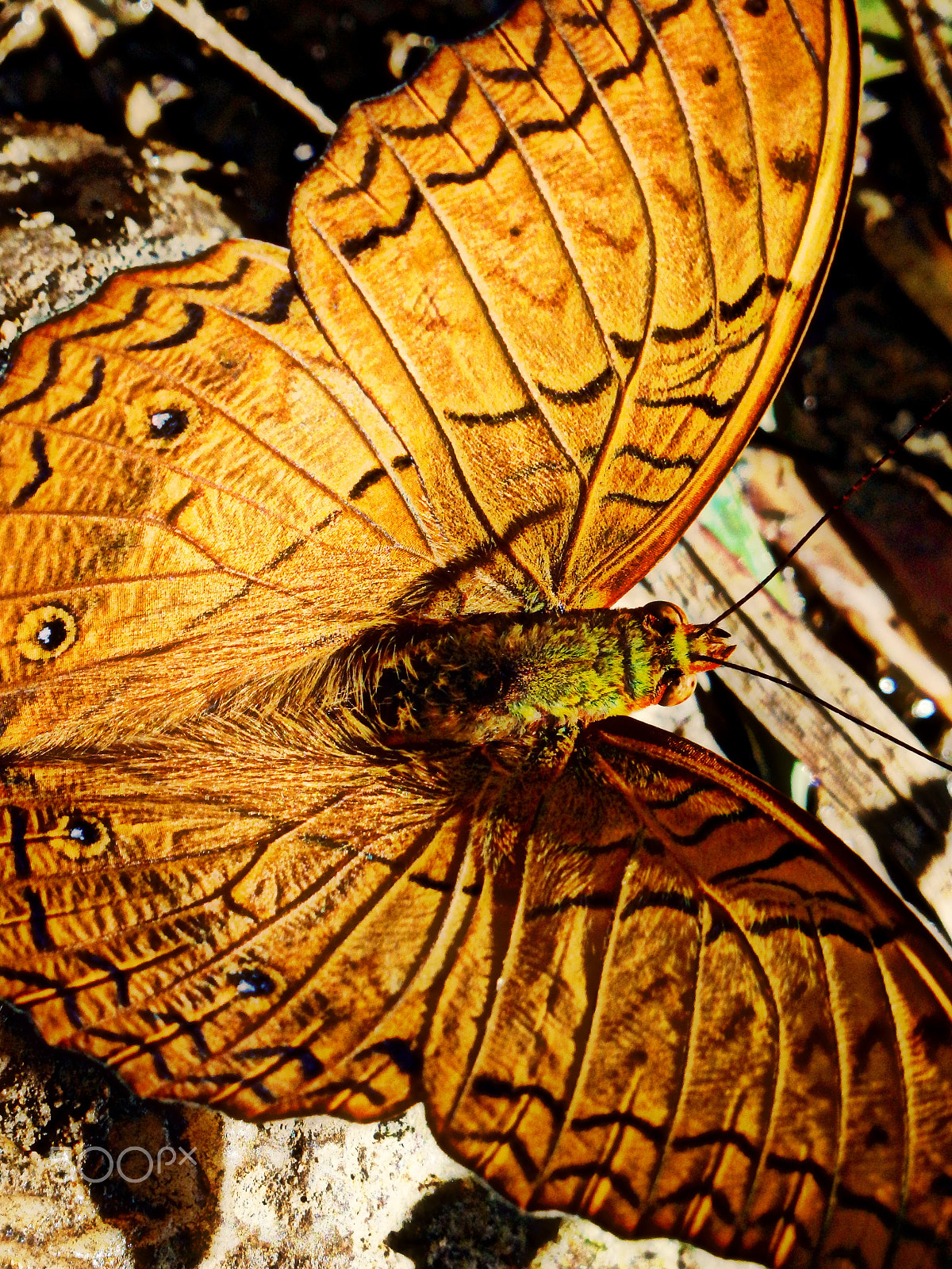 Olympus SZ-16,DZ-105 sample photo. Golden brown photography