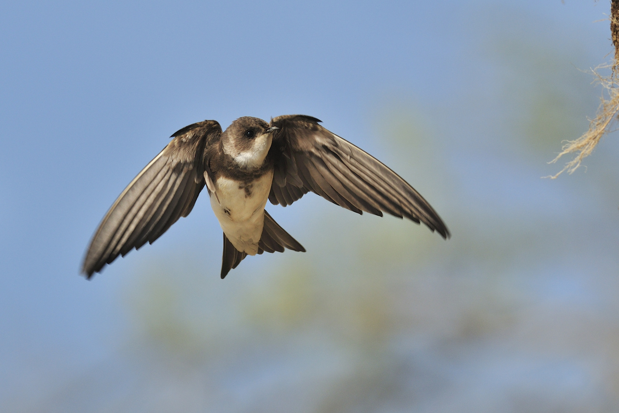 Nikon D300 + Nikon AF-S Nikkor 300mm F4D ED-IF sample photo. Sand martin / uferschwalbe photography