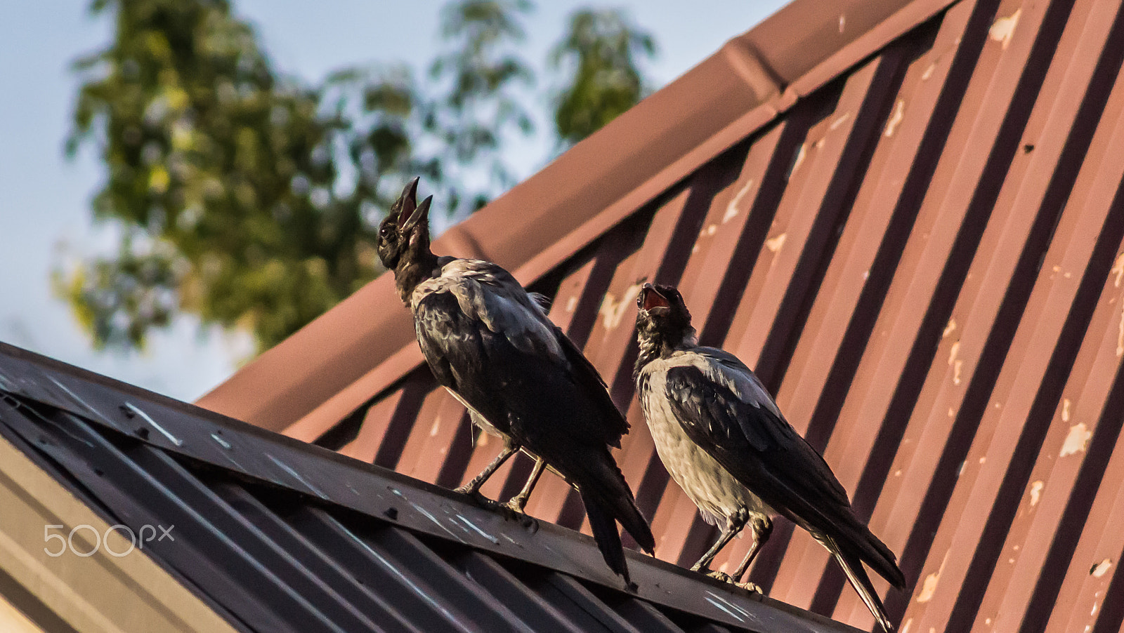 Tamron AF 55-200mm F4-5.6 Di II LD Macro sample photo. "we flies something terrible!" photography